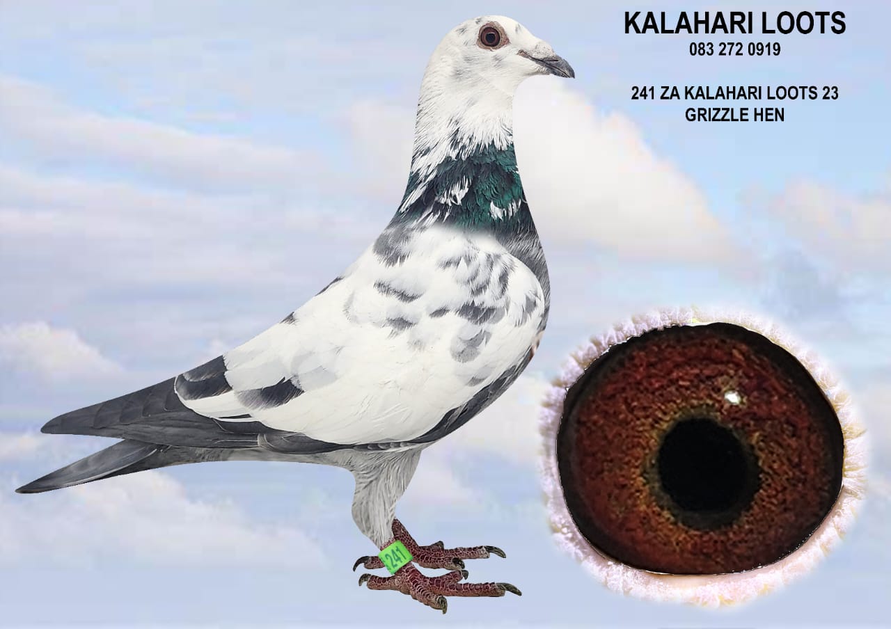 LOT 34 KALAHARI LOOTS AUCTION 2 – ZA 23 KALA 241 – SIRE:512 ZA KALA 22 BB C.BB Special Stock Breeding Inbr Son to Mother of ‘Renier Hen’ 1e Ace Dinokeng OL Picture of 0726 the Sire of 512 Sire is Full Br 1e Renier Hen Ace Bird Dinokeng OL that bred 2x Union Winners 1st year at Stock. And the Dam of Leanie’ 6e Ace Bird Dinokeng OL 2019. ‘Renier’ is Gr.Dam to 9e Final Diaz 2023. Her Dam bred more than 20 x 1e. Super Stock!————–DAM:0483 ZA LIM 16 Dght ‘Luke Donald x Dero’ GZL Soetdoring Lofts Finest. Top Stock Hen. 1/2 Sist Calendar Baby 108e Samdpr. Her Br is Sire of Argos Mother of Gigi’s Angel 1e Allflight Int Carnival ODL / 1/2 Sist of 22e Final Samdpr ‘Amerios 1’ / Sire is Luke Donald 3e Samdpr Dam is ‘Dero’ 8e Samdpr Final Jos Thone/ ‘Dero’ was sold to Hanz Eijerkamp.SEE PEDIGREE!!!