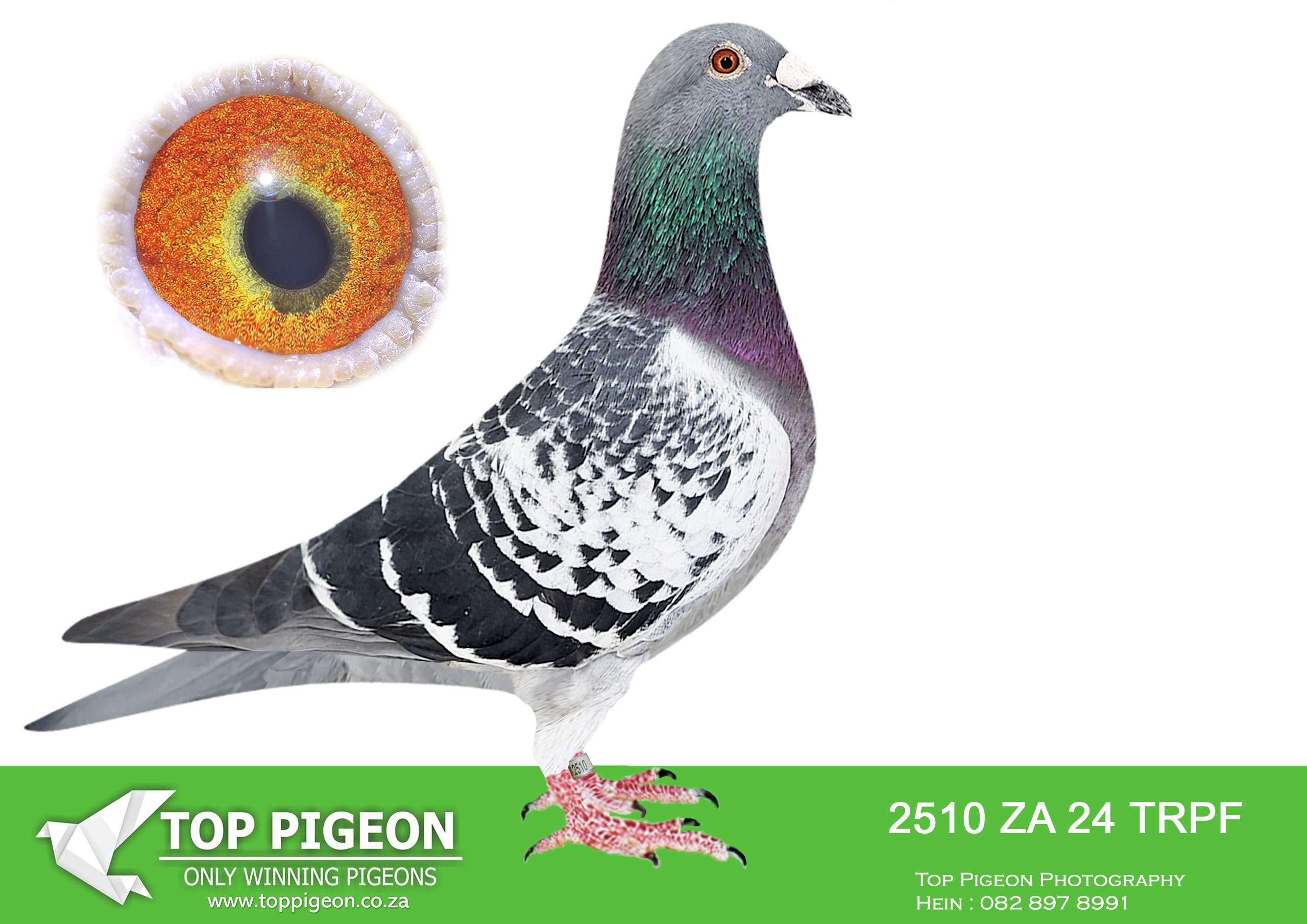 .LOT 1 ONE LOFT GENETICS – ZA 24 TRPF 2510 -FATHER IS BRED OFF SAME GENETICS TO AFRIQUES MOTHER THAT FLEW AT AFRICA PRO Race 6 Winner: Secured 1st place in Race 6 of the AfrikaPro 2025 competition. Multiple Equal Wins: Achieved 3x equal wins across the season, including 20th in Race 1 and 2nd in Race 9. Standings: Reached as high as 2nd/3rd place in the competitive Brown Jacket category during the series.—————–SIRE:ZA-2019-TRPF-19085 Mc Dermott Lofts Grandson to the “Derby Hen” she was a federation winner for Johan Viljoen. She is a super breeder, having produced a federation winner and numerous top 10 Federation pigeons. Her daughter has already bred the Best Bird in the strong Gauteng Combine, TRPF 15804 ’16, which was also the Best Short Distance Bird Combine and Best Overall. ================DAM:ZA-2022-BPFD-2938 “JJJ’S FRONT RUNNER” JJJ Van Der Linde Blue • 3e Barcelona Dinokeng 2022.SEE PEDIGREE!!!!
