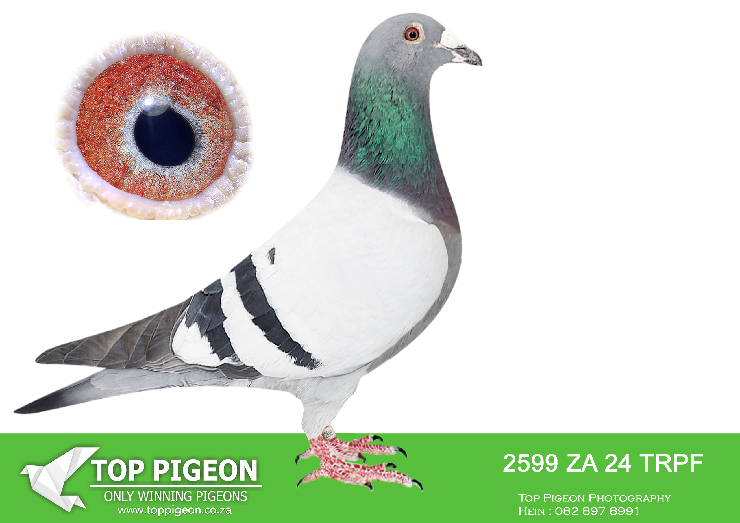 .LOT 5 ONE LOFT GENETICS – ZA 24 TRPF 2599 -FATHER IS BRED OFF SAME GENETICS TO AFRIQUES MOTHER THAT FLEW AT AFRICA PRO Race 6 Winner: Secured 1st place in Race 6 of the AfrikaPro 2025 competition. Multiple Equal Wins: Achieved 3x equal wins across the season, including 20th in Race 1 and 2nd in Race 9. Standings: Reached as high as 2nd/3rd place in the competitive Brown Jacket category during the series.—————–SIRE:ZA-2019-TRPF-19085 Mc Dermott Lofts Grandson to the “Derby Hen” she was a federation winner for Johan Viljoen. She is a super breeder, having produced a federation winner and numerous top 10 Federation pigeons. Her daughter has already bred the Best Bird in the strong Gauteng Combine, TRPF 15804 ’16, which was also the Best Short Distance Bird Combine and Best Overall. ================DAM:ZA-2022-BPFD-2938 “JJJ’S FRONT RUNNER” JJJ Van Der Linde Blue • 3e Barcelona Dinokeng 2022.SEE PEDIGREE!!!!