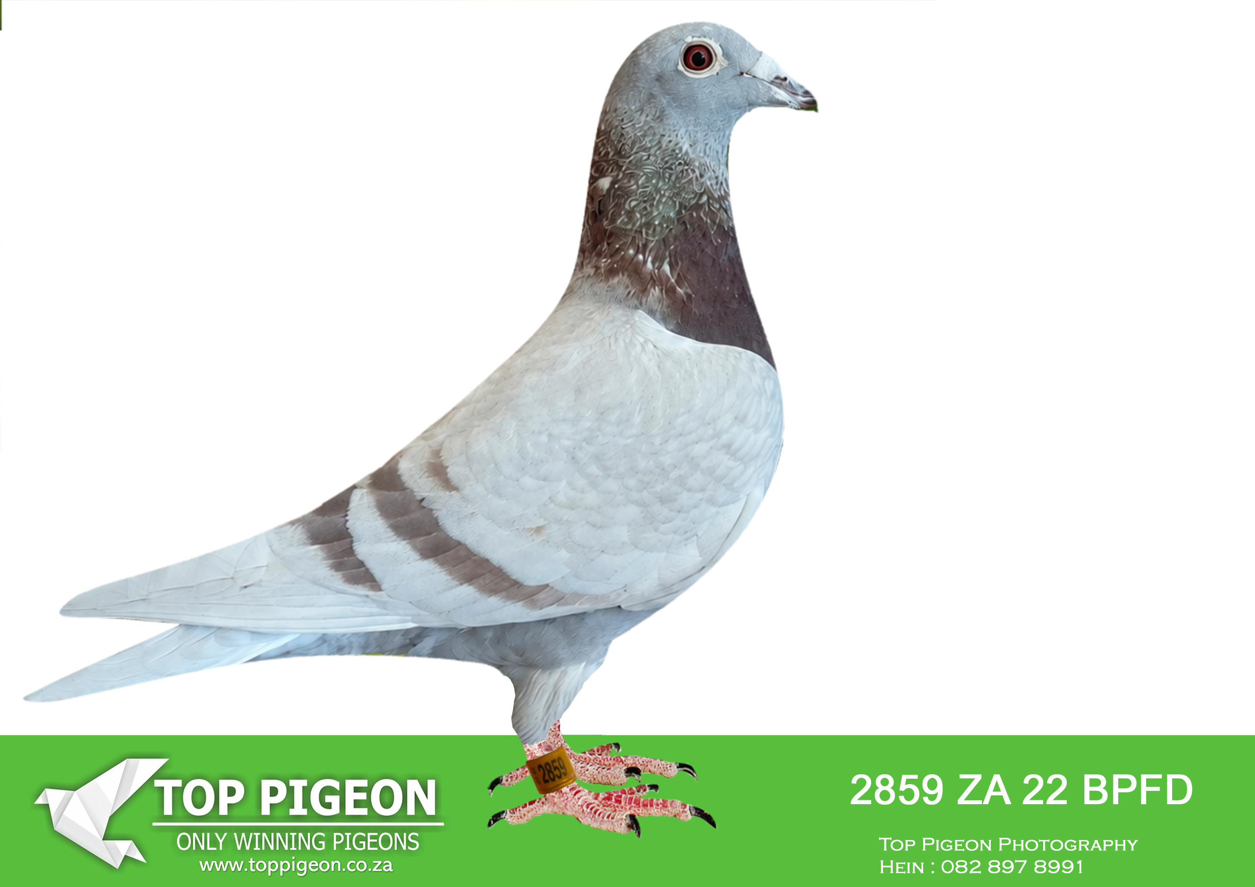 .LOT 4 R.A.M ANNANDALE – ZA 22 BPFD 2859 -“RED SUNSET” is a proven racing hen from R.A.M. Annandale, bred from a powerful combination of Tom Lock, De Rauw-Sablon and proven R.A.M. performance bloodlines. She demonstrated exceptional toughness and stamina by finishing 3rd BPF Federation from 742 km, after approximately 12 hours on the wing from Touwsrivier, recording 1037 m/min and clocking at 18:35. Remarkably, she was one of only three day birds home in the BPF Federation.————SIRE – ZA BPFD 20-5718 “RED BULL” “RED BULL” is described in the pedigree as a TOP BREEDER for R.A.M. Annandale and has already produced an impressive collection of top racers. Among his outstanding offspring are: “COPPER SUN” – 1st Marlbank OLR 515 km, 2026 “RED SUNSET” – 3rd BPF Federation ±750 km, one of only three day birds “RED ROSE” – 4th BPF Federation 570 km and 4th Free State Combine against 1,677 pigeons ZA25-BPFD-4182 – 6th Ace BPF Short Distance 2026 “ROYAL OAK” – 6th Ace BPF Federation Middle Distance 2025 ZA BPFD 4860 – 7th Marlbank OLR 443 km ZA BPFD 4827 – 23rd CPL 700 km against 1,267 pigeons and 30th CPL Super Ace 2025 “RED BULL” is bred from “1716” × “GOLDEN GEM,” both proven producers behind numerous Federation and One Loft Race performances. His pedigree also carries the famous R150K Pair, whose descendants are credited with approximately 100 Top-10 BPF Federation prizes, as well as “MR. GOLD,” 1st National Ace SANPO 2018.————–DAM – ZA BPFD 21-3415 “PASSION FLOWER” “PASSION FLOWER” is a Tom Lock–Sablon hen and proven top breeder, responsible for several high-class performers. Her offspring include: “RED SUNSET” – 3rd Federation ±750 km, one of only three day birds “RED ROSE” – 4th BPF Federation 570 km and 4th FS Combine against 1,677 pigeons “ROYAL OAK” – 6th Ace BPF Federation Middle Distance 2025 ZA BPFD 4860 – 7th Marlbank 442 km and 19th Marlbank 365 km ZA BPFD 4827 – 23rd CPL 700 km against 1,267 pigeons and 30th CPL Super Ace 2025 “PASSION FLOWER” is also a full sister to “GOLD WATCH,” dam of “SUN BEETLE,” 4th Ace BPF Federation Middle Distance 2025. She is bred from “BLUE POWER”, a top De Rauw-Sablon breeder and direct son of the influential “KONING” line, crossed with “CPL HEN,” herself a proven racer with 10th Final CPL OLR Open Series 600 km, followed by successful breeding performances.SEE PEDIGREE!!!!