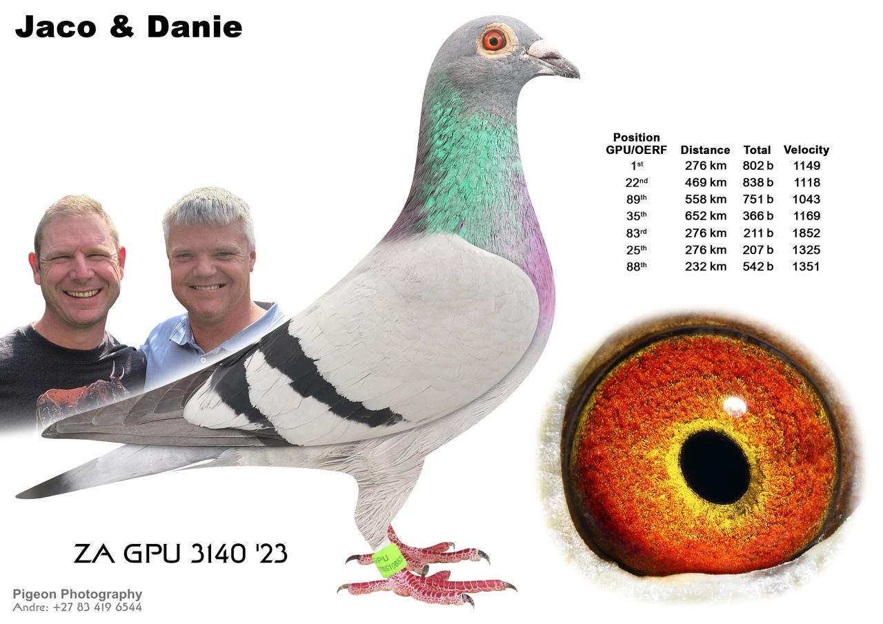 LOT 26 JACO & DANIE – ZA 23 GPU 3140 -SIRE:7964 ZA 22 HPT . Alias “CATCH-22” Strain: Danie Scholtz Color: Blue Bar ZA HPT 7964 ’22 “CATCH-22” Sire is ROCKY, bred from BOYTJIE X JBM’s GIRL. Dam is DREAM, bred from JIMMY’s BOY x HETTIE’s GOLD. All my best Sablon Genetics, captured in one single mating.————-DAM:6184 ZA 21 NKHPT. Strain: Danie Scholtz Color: Blue Bar Pied Brother x Sister mating – bred for stock. Out of the best of Tom Lock. ZA 10150 ’16 sire to NKHP 5655 ’20 “VICTORIA”, 1st place, race 9, DIAZ One Loft 2021, 197km, vel. 1455 m/min. Sire to ZA HPT 3569 ’19 “HOPE”, 18th place, Hotspot 2, Central Provincial Lofts, 2020. ZA 10160 ’16 dam to ZA NKHPT 6110 ’21 “OOM GERT”, 10th place, Race 10 (Final) at DIAZ One Loft 2021. Dam to ZA HPT 3527 ’19 “MAITE” who raced consistently at Victoria Falls World Challenge Pigeon Race 2020:.SEE PEDIGREE!!