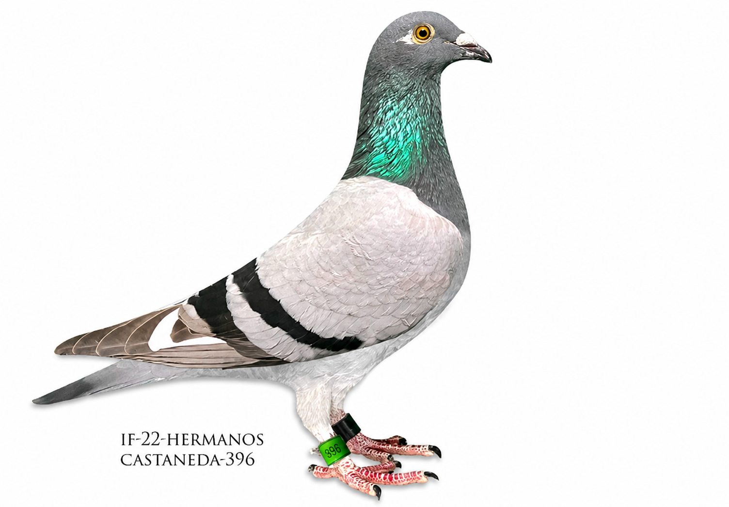 .LOT 1 GRANDCHILD THOMAS 6 – IF 22 HERMANOS CASTANEDA 396 – SIRE – GFL 6-2020 GANUS “THOMAS X GABY” A superbly bred Ganus cock, combining the outstanding Thomas 6 family with proven Gaby Vandenabeele genetics. His sire, DV 01696-18-6 “THOMAS 6,” was the 1st Place Golden Algarve Final Race Winner 2018, winning by an exceptional 24 minutes against 2,132 pigeons over 315 miles. On the dam side is BE 11-3070188 “GABY BEST”, carrying the famous Gaby Vandenabeele blood through “RUDY,” described in the pedigree as a foundation male, and “RAMONA,” from the Picanol bloodline.———–DAM – GFL 1189-2021 GANUS Described on the pedigree as “SUPER QUALITY – WILL BREED MANY RACE WINNERS,” GFL 1189-2021 comes from a strong family of proven breeders and international-performing genetics. Her sire, DV 03801-14-213 “JALAPENO,” is described as a very good breeding male, a full brother to the father of Marple and therefore an uncle to Marple. His pedigree includes “SON ROMARIO” and “CONCOURSE ACE,” a 1st-place winner and foundation breeder.SEE PEDIGREE!!!!