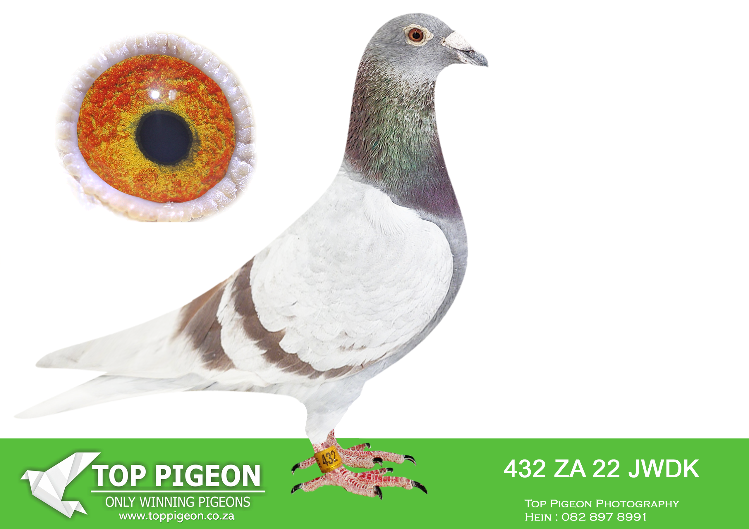 .LOT 2 NICO MULLER – ZA 22 JWDK 432 -Exceptional breeding record in first year in stock loft for Hendrik Cronje Out of click pair (13781×34000) I acquired both parents from Hendrik Cronje.————-SIRE:13781 19 ZA .Alias “”81″” Color: Mealy Exceptional racers for Hendrik & Vic Proven breeder for Hendrik Cronje. Son out of No 1 pair of Hendrik Cronje “223 & 13 Click pair” Brilliant pair. Children and grand children win and breed winners. Full brother 10013/25 won 2026 Derby in TPA with more than 3 min from Colesberg (Winning margin include PWDU winner) At least 5 different full sisters and brothers breeders of winners and many exceptional racers from this pair and their children Full brother 5625 – Top racer.————DAM:34000 17 ZA.Strain: BUSSHAERT Color: Blue Bar Top Long distance racer Btred winners and many great racers. Bred 7790/25 for me – Sapir 2026 Hotspot 3 – 3rd place ( Currently 10th Ace bird).SEE PEDIGREE!!!
