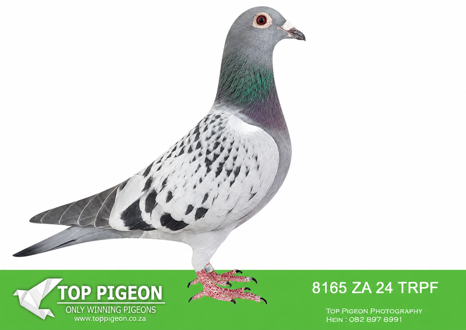 LOT 15 MID WEEK AUCTION – ZA 24 TRPF 8165 -SIRE:ZA-2022-CYRIL-5627 Mc Dermott Lofts Bont Bred for breeding! His father is a half-brother to the, mother of “Turbo Kittel” ================DAM:ZA-2020-KRPS-2842 Mc Dermott Lofts Hooymans.Great grandduaghter to “15351” “Solex” x “Krypto” Two direct Jan Hooymans imports. “Solex” genetics of “Dirkje” Granddaughter “Gentil” • 1e Olympiade Ace Basel 1997. • 1e Orleans 4006p. • 2e Minderhout 4333p. Vader “Kleine Dirk” • 1e Nat. Asduif NED 1999. • 1e Nat. Troyes 17883p. • 1e Nat. Bourges 7155p. • 1e Maaseik 3522p. • 5e Wêreld Kampioen Duivin 1998.SEE PEDIGREE!!!
