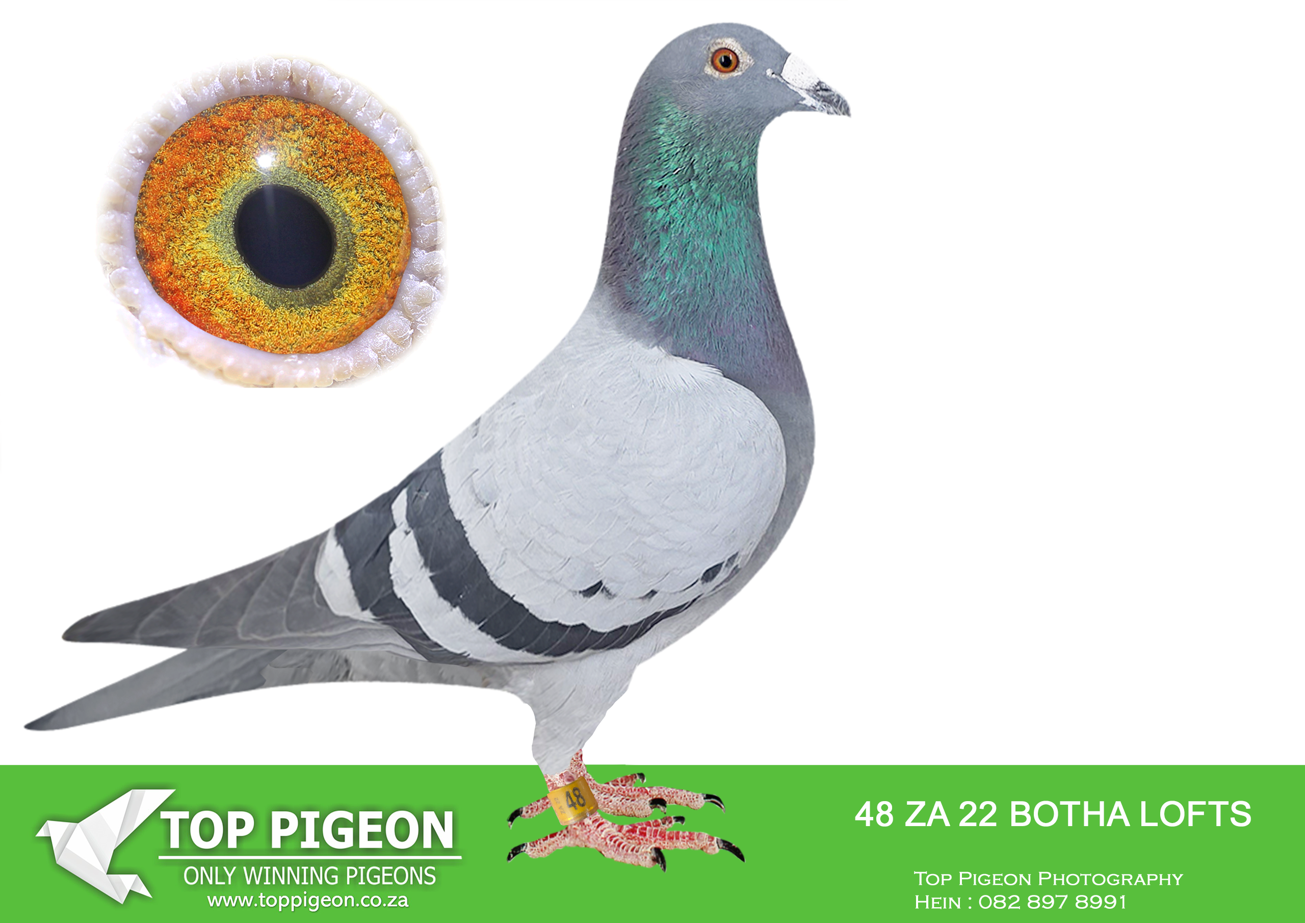 LOT 13 BOTHA LOFTS – ZA 22 BOTHA LOFTS 48 -SIRE:27887 ZA 17. BOTHA LOFT. BRED DIRECTLY OUT OF VEGTER AND ZUBIRI.———–DAM:1080 ECDIAZ 14 ZUBIRI 2 BB BOTHA LOFT FULL SISTER TO 03683 ZUBIRI. SUPER BREEDER AND FOUNDATION PAIR. SOLD FOR R250 000. BRED: 08223/15; 9X TOP 27 PWDC; 1ST 2YO, 3RD OVERALL; 3RD OPEN, 4 S/DIST BIRD; 11580/16; EXCELLENT RACER BRED 2316/20 CRADOCK UNION WINNER BY 22MIN. 11581/16; EXCELLENT RACER BRED 1313/22, GARIEP DAM UNION WINNER.SEE PEDIGREE!!!