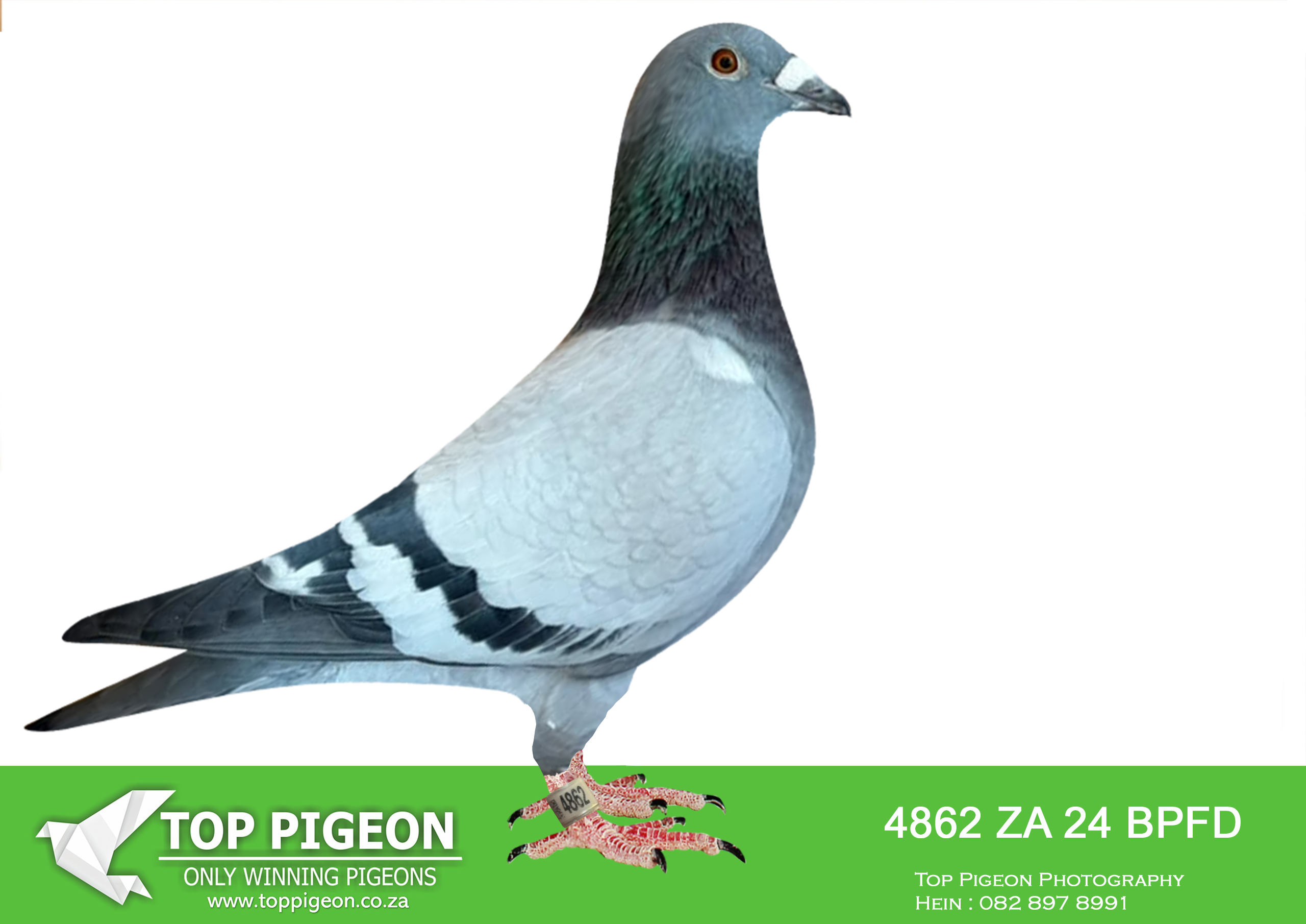 .LOT 5 R.A.M ANNANDALE – ZA 24 BPFD 4862 -A blue bar hen bred by R.A.M. Annandale, ZA BPFD 24-4862 combines two proven breeding branches from the RAM Racing Pigeons family. She is a half-sister to “ROLEX”, the sire of the outstanding “OOH-LA-LA”, who achieved 1st Ace BPF Federation Short Distance 2025 and 4th Ace BPF Federation Young Birds 2025, together with numerous strong Federation positions from 282 km through to 598 km.—————-SIRE — ZA BPFD 22-2836 C “CALDERO” “CALDERO” is a blue bar cock bred by R.A.M. Annandale and is described in the pedigree as a top breeder. He is the sire of “ROLEX”, who in turn bred “OOH-LA-LA”, winner of: 1st Ace BPF Federation Short Distance 2025 4th Ace BPF Federation Young Birds 2025 “CALDERO” is also a full brother to “SALVO ROSE”, the outstanding AfrikaPro 2025 performer who achieved 2nd Brown Jacket and 10th Final AfrikaPro – 601 km, as well as: 1st / 1,964 pigeons – 480 km, 6th / 2,091 – 330 km, 10th / 1,653 – 601 km, and 13th / 2,550 – 280 km. The pedigree also links this family to “TALKING PERFECTION”, recorded as 2nd KO Ace CPL OLR and 3rd YB Ace CPL OLR.—————DAM — ZA BPFD 21-3460 H “3460” “3460” is a proven good racer and breeder from R.A.M. Annandale. Her pedigree records Federation performances including 16th, 40th, 79th and 86th, while her brothers, sisters and half-siblings produced a long list of top Federation positions including: 2nd Federation 285 km, 3rd Federation 390 km, 3rd Federation 340 km, 4th Federation 285 km, multiple 5th Federation positions, 6th Federation 525 km, 6th Federation 495 km, 7th Federation 285 km, 8th Federation 390 km, and multiple 9th Federation 600 km performances. Most importantly, “3460” is described as a direct daughter of two of R.A.M. Annandale’s best breeders since 2013. Her sire ZA BPFD 14-8697 “8697” was an Ace Pigeon and 1st BPF All-Round performer, with strong race results up to 750 km, before becoming a top breeder of Federation prize winners.SEE PEDIGREE!!!!