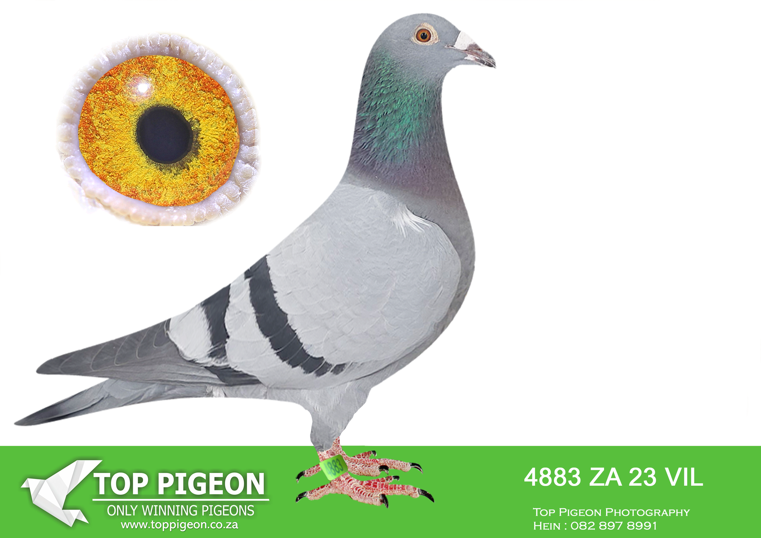 LOT 12 BOTHA LOFTS – ZA 23 VIL 4883 -SIRE:2306 PWDU 20. BOTHA LOFTS.———–DAM:27184 ZA 12 BLOEM HEN BB BLOEM PAIR EXCELLENT BREEDER FOR BOTHA LOFTS. BRED BY KOBUS REYNDERS.SEE PEDIGREE!!!