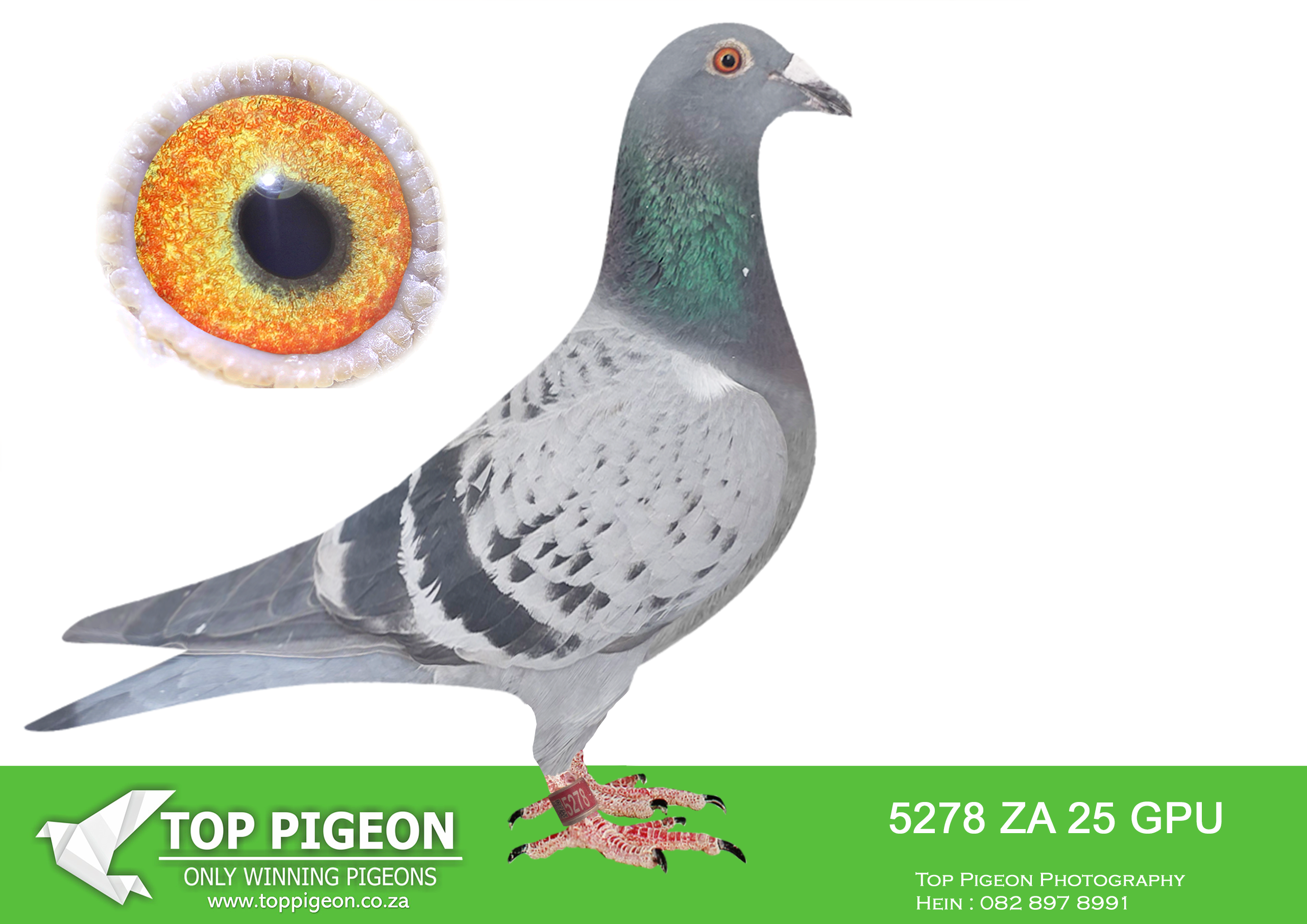 LOT 30 JACO & DANIE – ZA 25 GPU 5278 –