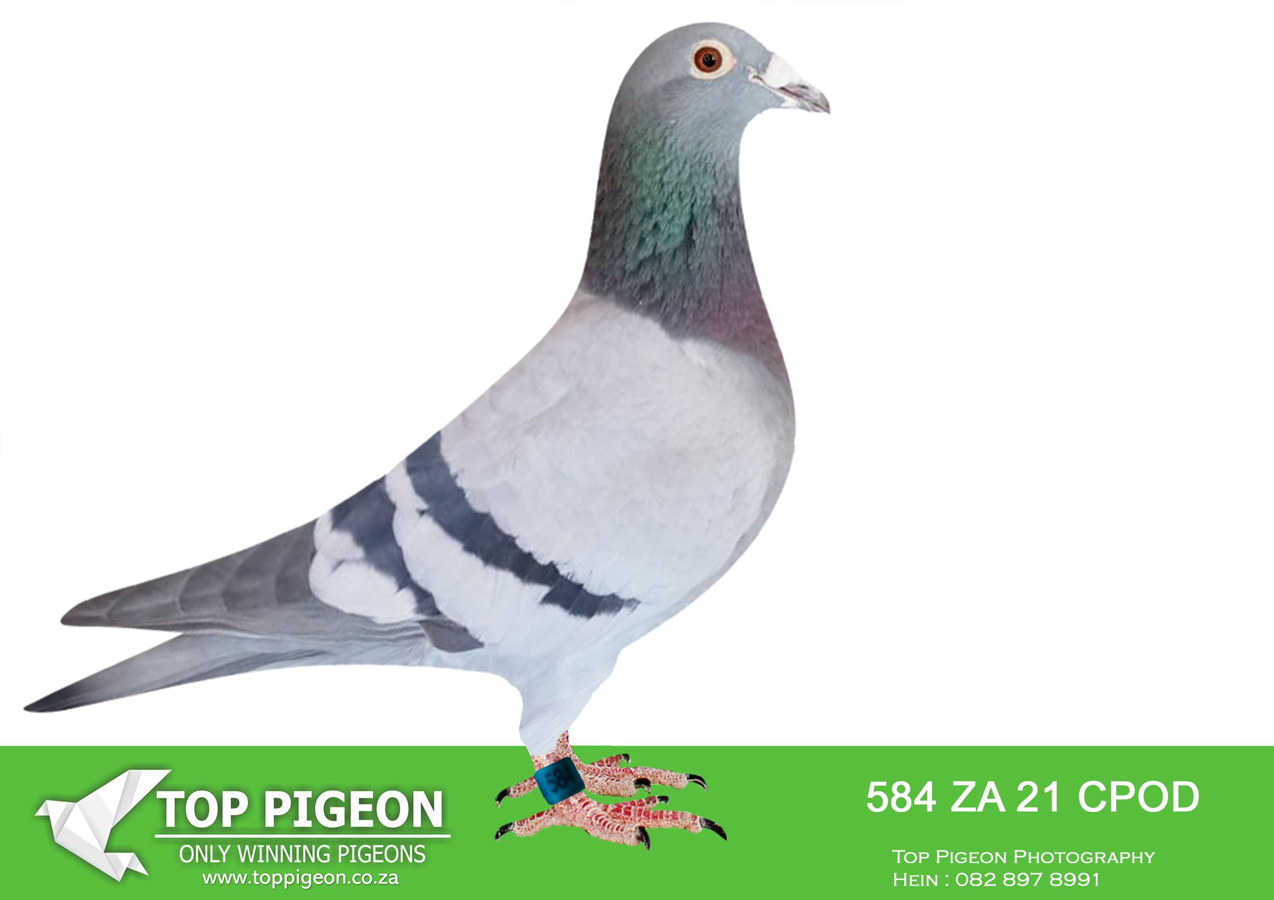 LOT 23 KALAHARI LOOTS AUCTION 2 – ZA 21 CPO 584 –