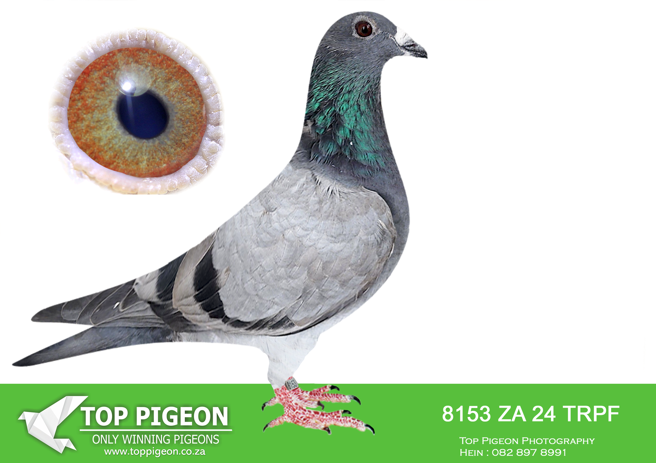 .LOT 1 BLUE NOM – ZA 24 TRPF 8153 – Half sister to 4th final sapir winter 2025 for protea lofts. Half sister to ACE bird 360 one loft 2025 for mc dermott lofts. Full sister to 6th final sapir winter 2026 for protea and mc dermott lofts. Cousin to 1st final sapir winter 2025 for hein beneke. Half sister to flower which is mother to paradise flower which was 2 times 2nd afrika pro equal winner for hein beneke.—————SIRE:ZA-2016-TRPF-1953 “SON BABY NOM” Mc Dermott Lofts • 14e Fed Noupoort 635km 1184mpm. • 22e Fed Colesburg 585km 1151mpm. • 28e Fed Middleburg 664km 1379mpm. • 31e Fed Bloemfontein 386km 1300mpm. • 61e Fed Aliwal North 526km 1350mpm. ===================DAM:ZA-2022-TRPF-2223 Highlanders Loft Blue Full sisters sold for R18 500 and R29 000! She is the same bred as, • 2e Final Saipr Summer 2023. Winning R240 000.00!! Mother to o.a • 4e Final Saipr Winter 580km 2025. • 13e Hotspot 2 Saipr Winter 2025. • 14e Hotspot 3 Saipr Winter 2025. • 16e Hotspot 4 Saipr Winter 2025. • 1e Ace Ellisras 360 One Loft 2025. • 7e Final Ellisras 360 One Loft 2025. • 2e Ace Middel Dist. Ellisras 360 2025. • 3e Ace Short Dist. Ellisras 360 2025. • 6e Ace Long Dist. Ellisras 360 2025. Her full sister bred the following: • 1e Final Saipr Winter 580km 2025. for Hein Beneke – Top Pigeon.SEE PEDIGREE!!!