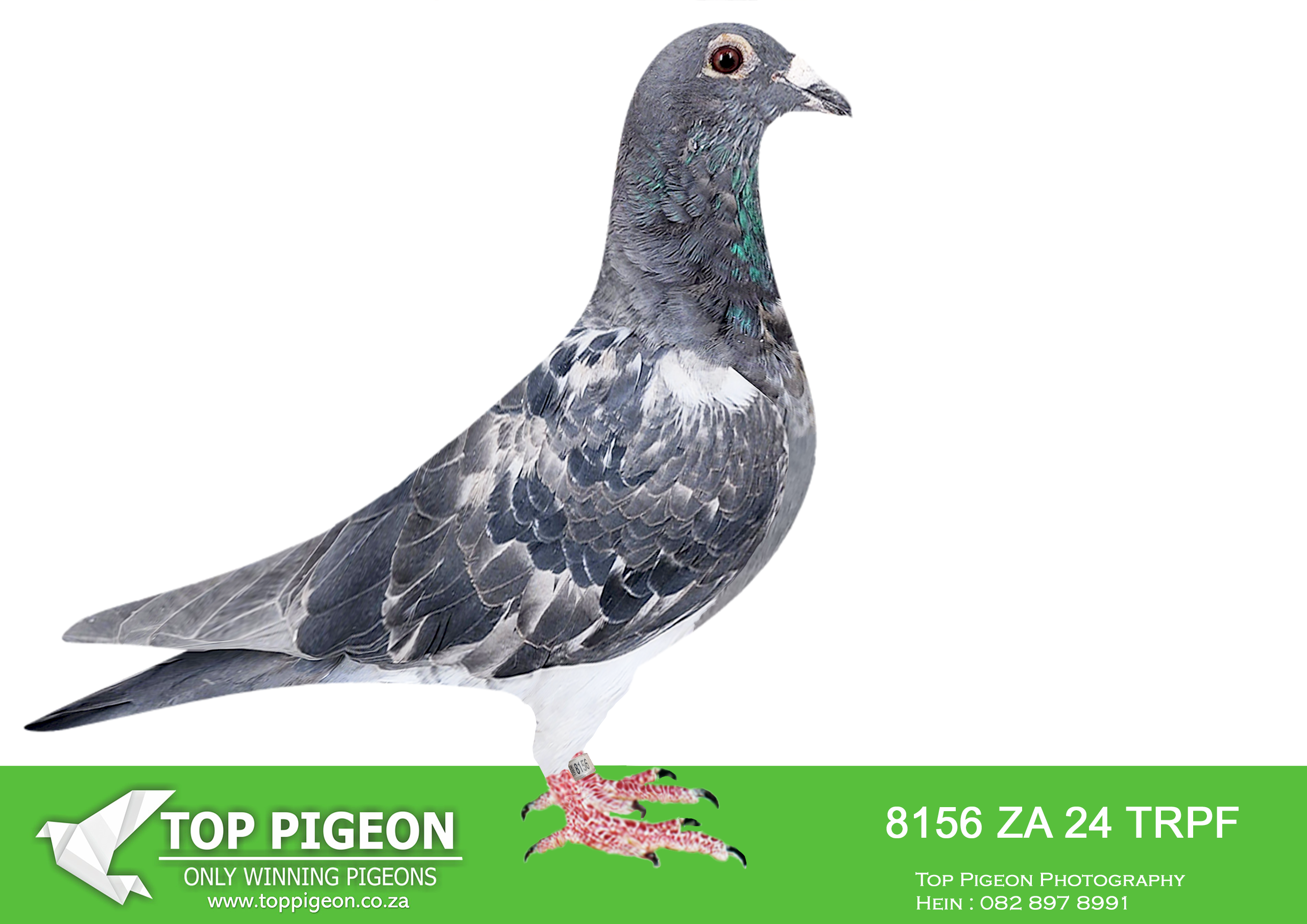 .LOT 6 KITTEL / TOP BLOODLINES – ZA 24 TRPF 8156 -SIRE:ZA-2024-BULLCAT-1553 Mc Dermott Lofts.Bred from the best of DirkVan Den Bulck’s bloodline available. ==============DAM:ZA 22 SFL 193 CH – This is a medium size hen bred from a golden line of Kittel champions like Banksy , Brother Rosita , sister Rosita . Look at all the special Kittels in her pedigree . Kittel Royalty .SEE PEDIGREE!!