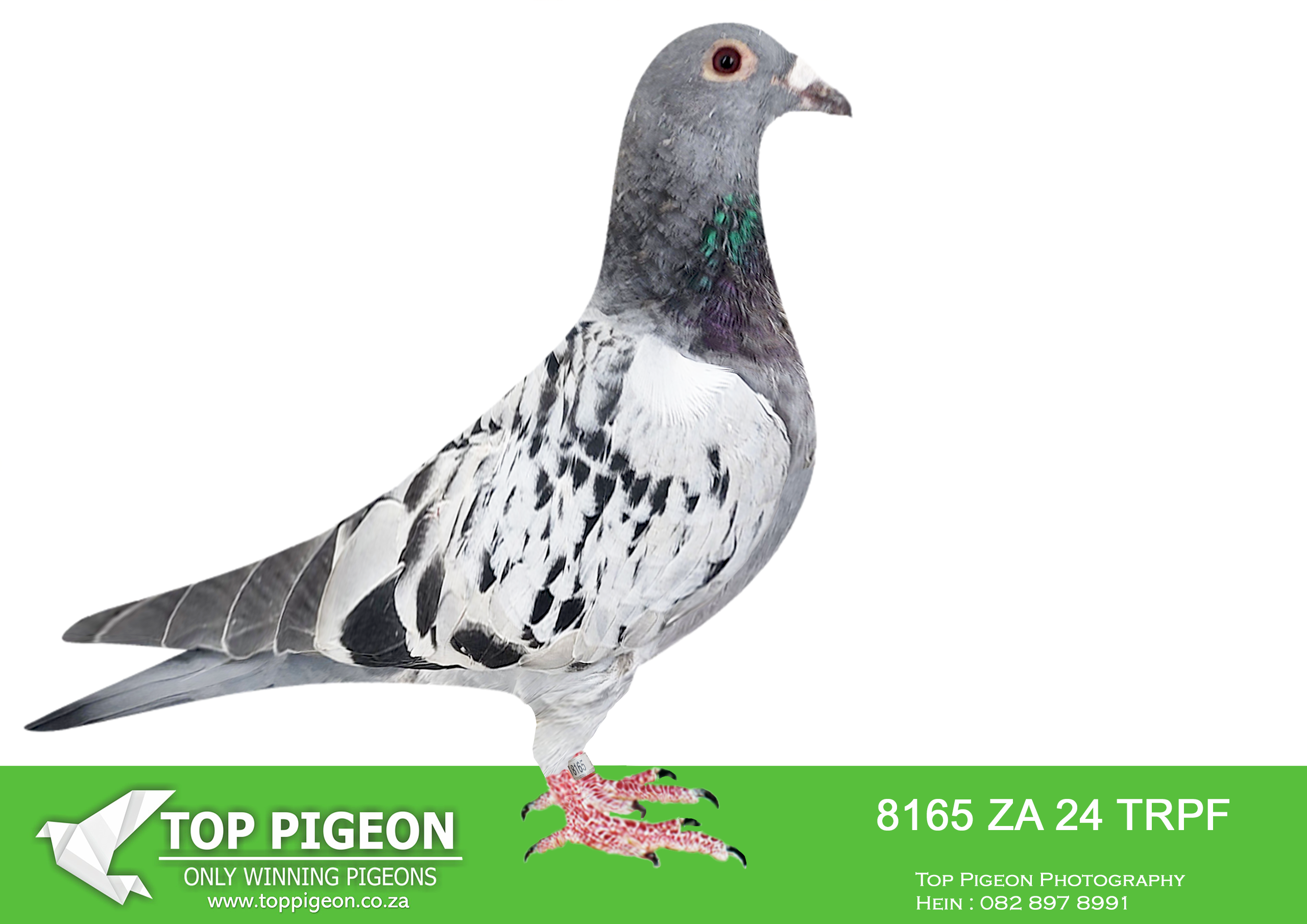 .LOT 9 KITTEL / TOP BLOODLINES – ZA 24 TRPF 8165 -SIRE:ZA-2022-CYRIL-5627 Mc Dermott Lofts Bont Bred for breeding! His father is a half-brother to the, mother of “Turbo Kittel” ================DAM:ZA-2020-KRPS-2842 Mc Dermott Lofts Hooymans.Great grandduaghter to “15351” “Solex” x “Krypto” Two direct Jan Hooymans imports. “Solex” genetics of “Dirkje” Granddaughter “Gentil” • 1e Olympiade Ace Basel 1997. • 1e Orleans 4006p. • 2e Minderhout 4333p. Vader “Kleine Dirk” • 1e Nat. Asduif NED 1999. • 1e Nat. Troyes 17883p. • 1e Nat. Bourges 7155p. • 1e Maaseik 3522p. • 5e Wêreld Kampioen Duivin 1998.SEE PEDIGREE!!!