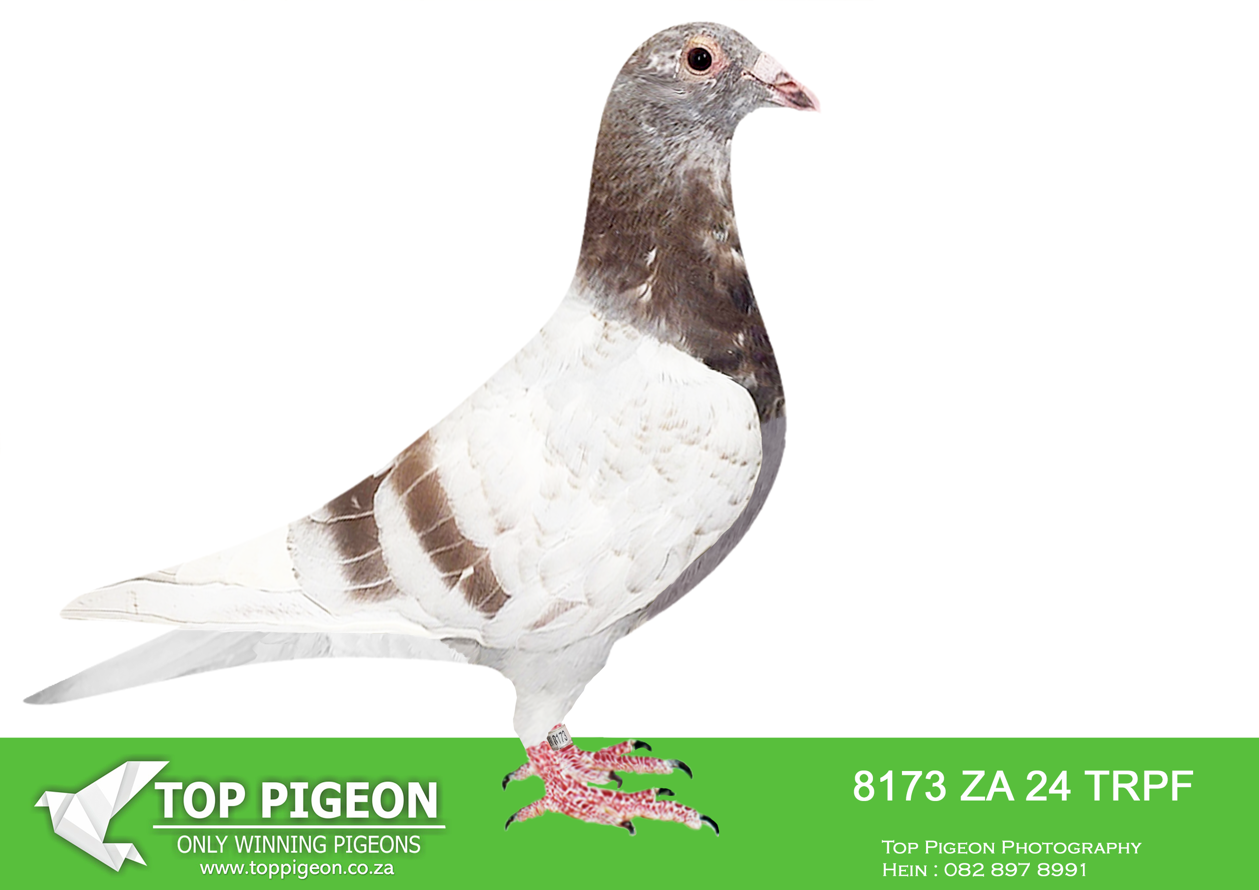 LOT 13 KITTEL / TOP BLOODLINES – ZA 24 TRPF 8173 -SIRE:ZA-2021-GPU-12863 Mc Dermott Lofts Kittel Bont Super Kittel Genetics! “Jardin” Daughter “Greipel” “Konica” Brother “Olympic-Rosita” “Son Vince” Inbred to “Kittel” “Double Rosita” “Dubbele Kittel” =============DAM:ZA-2024-OP-9311 Mc Dermott Lofts.Her father is a full brother “Turbo Kittel” • 1e Ace Pigeon FCI in the World!!!! • 5x Winner in his first year. • 1e Ace Bird Overall South Africa.SEE PEDIGREE!!!