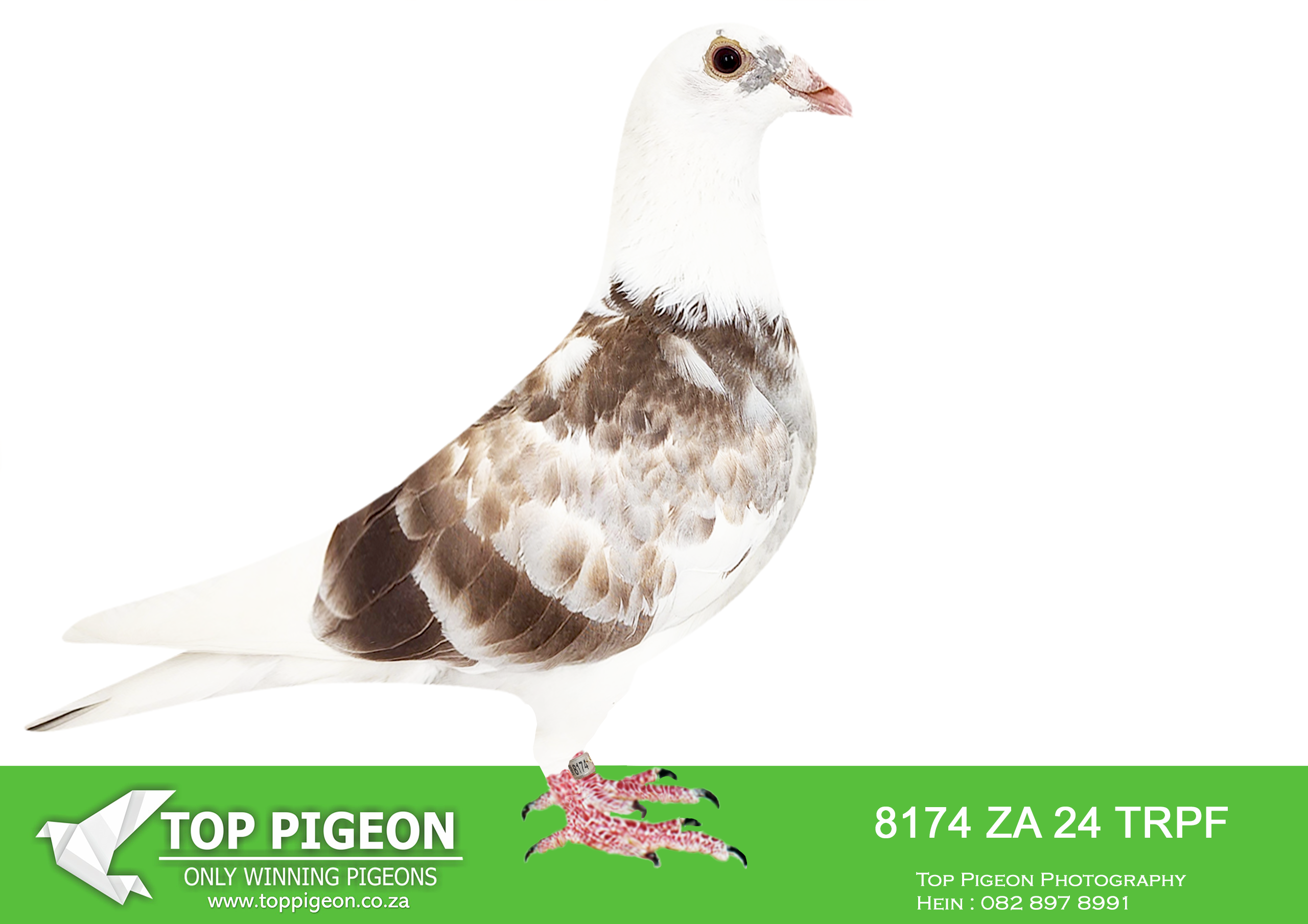 .LOT 2 KITTEL / TOP BLOODLINES – ZA 24 TRPF 8174 -SIRE:ZA-2021-GPU-12863 Mc Dermott Lofts Kittel Bont Super Kittel Genetics! “Jardin” Daughter “Greipel” “Konica” Brother “Olympic-Rosita” “Son Vince” Inbred to “Kittel” “Double Rosita” “Dubbele Kittel” =============DAM:ZA-2024-OP-9311 Mc Dermott Lofts.Her father is a full brother “Turbo Kittel” • 1e Ace Pigeon FCI in the World!!!! • 5x Winner in his first year. • 1e Ace Bird Overall South Africa.SEE PEDIGREE!!!