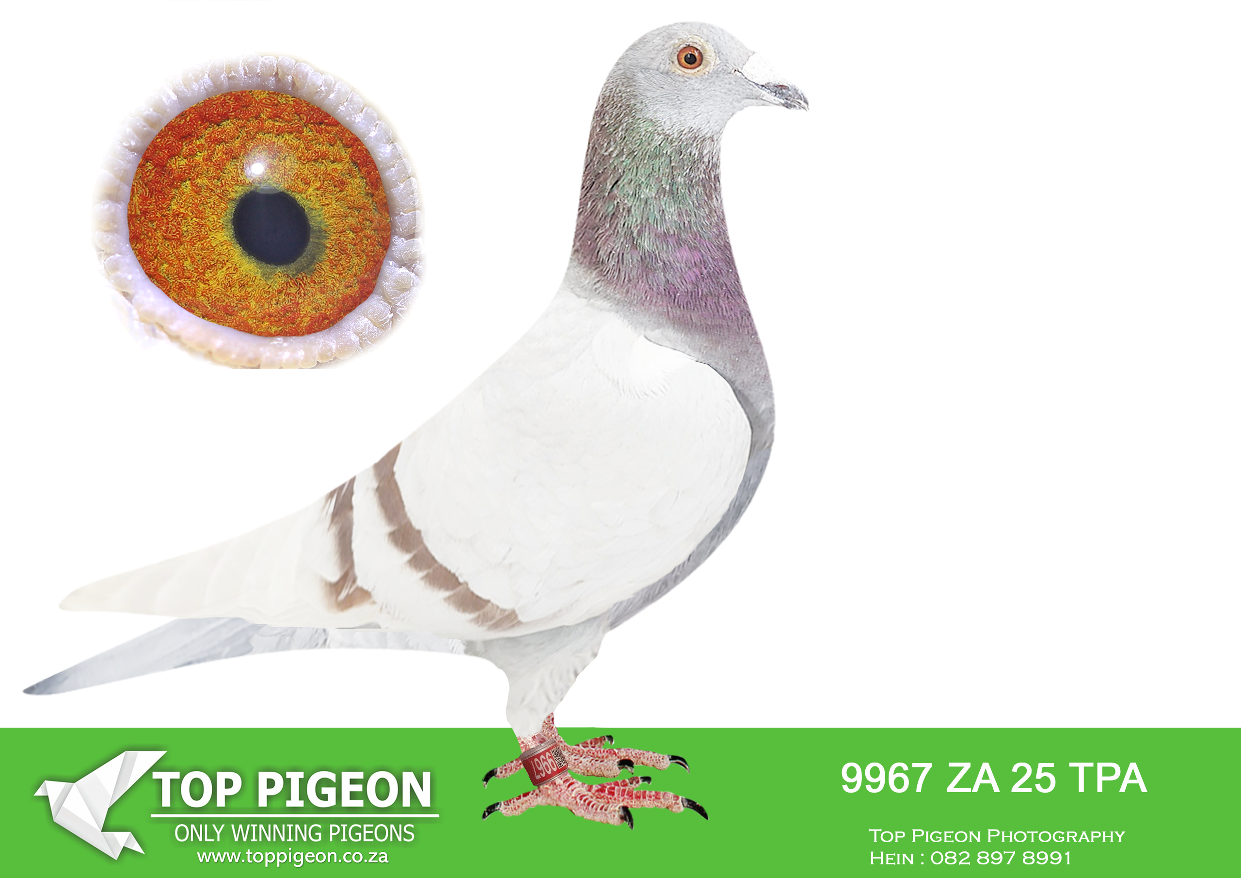 LOT 11 NICO MULLER – ZA 25 TPA 9967 -SIRE:432 JWDK 22 ZA .Strain: Tom Lock Bushart Color: Mealy Exceptional breeding record in first year in stock loft for Hendrik Cronje Out of click pair (13781×34000) I acquired both parents from Hendrik Cronje.———–DAM:1063 BENZ 24 ZA.Strain: Tom Lock Bushart Color: Blue Bar Brilliant racer – Very consiistant on longer distances including a 2nd & 3rd position. Top breeder 3348/24 – Scored 8 times consecutively in 2026 on TPA West route. 3rd Ace bird west route Half sister 1113/24 – Double Sanpo silver medal winner for long distances.SEE PEDIGREE!!!!