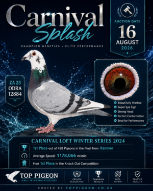 ACTIVE AUCTION - CARNIVAL SPLASH - FROM 13 AUGUST TO SUNDAY 16 AUGUST 2026 (ENDING 14:20)