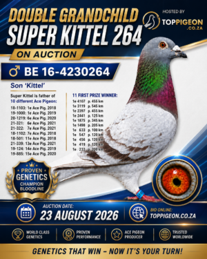 ACTIVE AUCTION - DOUBLE GRANDCHILD SUPER KITTEL 264 - FROM 19 AUGUST TO SUNDAY 23 AUGUST 2026 (ENDING 14:00)