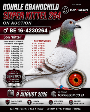 ACTIVE AUCTION - DOUBLE GRANDCHILD SUPER KITTEL 264 - FROM 6 AUGUST TO SUNDAY 9 AUGUST 2026 (ENDING 14:00)