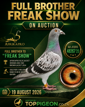 ACTIVE AUCTION - FULL BROTHER FREAK SHOW - FROM 17 AUGUST TO WEDNESDAY 19 AUGUST 2026 (ENDING 20:30)