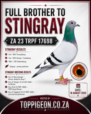 ACTIVE AUCTION - FULL BROTHER STINGRAY - FROM 13 AUGUST TO SUNDAY 16 AUGUST 2026 (ENDING 14:25)