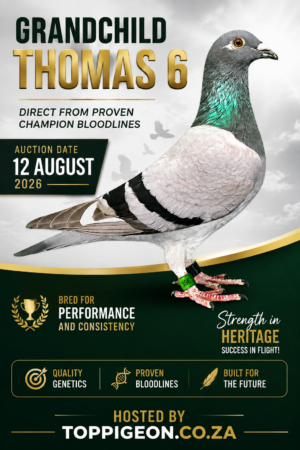 UPCOMING AUCTION - GRANDCHILD THOMAS 6 - FROM 10 AUGUST TO WEDNESDAY 12 AUGUST 2026 (ENDING 20:00)