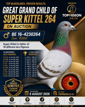 ACTIVE AUCTION - GREAT GRANDCHILD SUPER KITTEL 264 - FROM 6 AUGUST TO SUNDAY 9 AUGUST 2026 (ENDING 14:10)