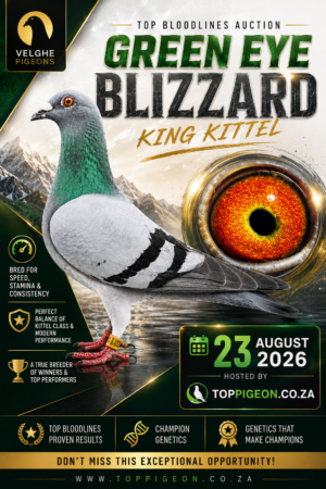 ACTIVE AUCTION -GREEN EYE BLIZZARD KING KITTEL - FROM 21 AUGUST TO SUNDAY 23 AUGUST 2026 (ENDING 17:10)