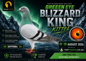 ACTIVE AUCTION -GREEN EYE BLIZZARD KING KITTEL - FROM 17 AUGUST TO WEDNESDAY 19 AUGUST 2026 (ENDING 20:05)