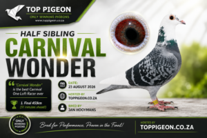 ACTIVE AUCTION - HALF SIBLING CARNIVAL WONDER - FROM 21 AUGUST TO SUNDAY 23 AUGUST 2026 (ENDING 17:30)