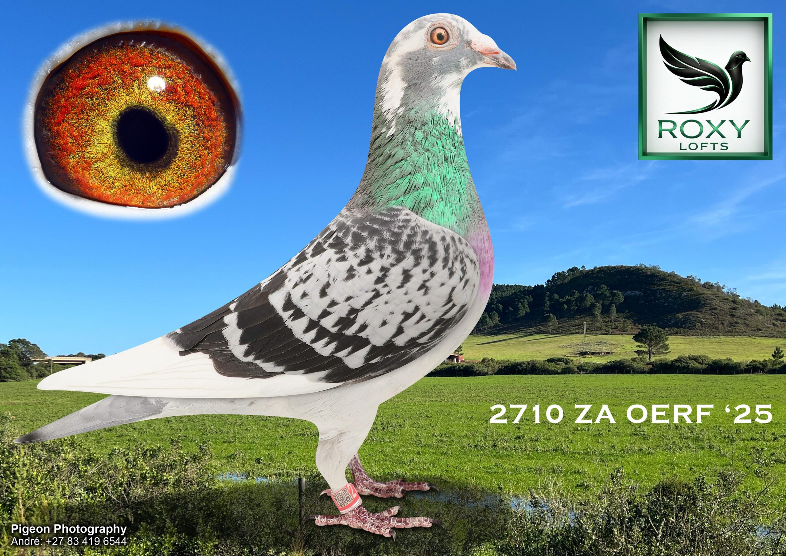.LOT 8 GERRIE RADEMEYER “ROXY LOFTS” – ZA 25 OERF 2710 -Sire is: Global Lineage Eg. Pascal’ 1. Nat Ace KBDB. ‘Luna’ 1. Nat Ace KBDB All-round PORSCHE 911 5. Nat Ace KBDB YL GMD 2015 Co-developed by (PEC) Pipa Elite Centre, blend of Verrect Ariën golden stock pairs, interalia Base of Bart Geerinckx / De Raw Sablon.—————-Dam is: 4e F Carnival OL 24e Ace Inbr to Gaddin / Ganus / Samdpr Winning Genetics. Br of 02983 Sire is 6346 ZA NWPF/D 20 Sire of Karoo King’ 1e (F) 2e Ace Karoo Million OL won R120,000k for Roxy Lofts / Related to this Index are 1e F Marlbank, 1e F Carnival OL Etc.SEE PEDIGREE!!!