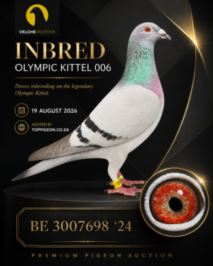 ACTIVE AUCTION - INBRED OLYMPIC KITTEL 006 - FROM 17 AUGUST TO WEDNESDAY 19 AUGUST 2026 (ENDING 20:00)
