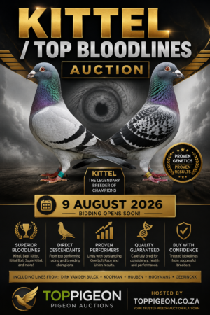 ACTIVE AUCTION - KITTEL - TOP BLOODLINES - FROM 7 AUGUST TO SUNDAY 9 AUGUST 2026 (ENDING FROM 15:30)