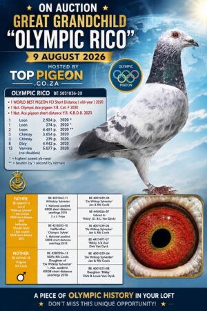 ACTIVE AUCTION - GREAT GRANDCHILD OLYMPIC RICO - FROM 6 AUGUST TO SUNDAY 9 AUGUST 2026 (ENDING 15:00)