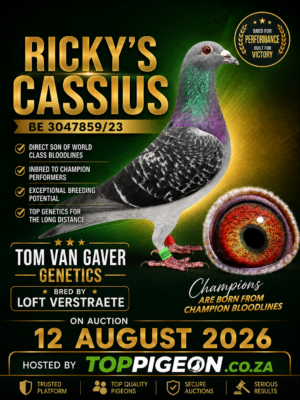UPCOMING AUCTION - RICKY'S CASSIUS - FROM 10 AUGUST TO WEDNESDAY 12 AUGUST 2026 (ENDING 20:05)