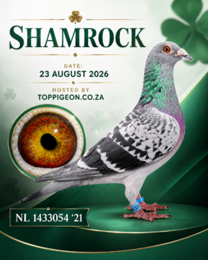 ACTIVE AUCTION - SHAMROCK - FROM 21 AUGUST TO SUNDAY 23 AUGUST 2026 (ENDING 17:40)