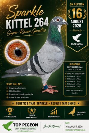 ACTIVE AUCTION - SPARKLE KITTEL 264 - FROM 13 AUGUST TO SUNDAY 16 AUGUST 2026 (ENDING 14:10)