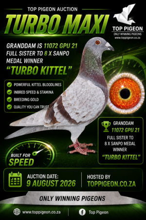ACTIVE AUCTION - TURBO MAXI - FROM 7 AUGUST TO 9 AUGUST 2026 (ENDING 16:20)