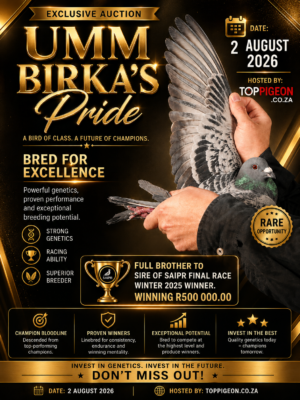 ACTIVE AUCTION - UMM BIRKA'S PRIDE - FROM 1 AUGUST TO SUNDAY 2 AUGUST 2026 (ENDING 16:30)