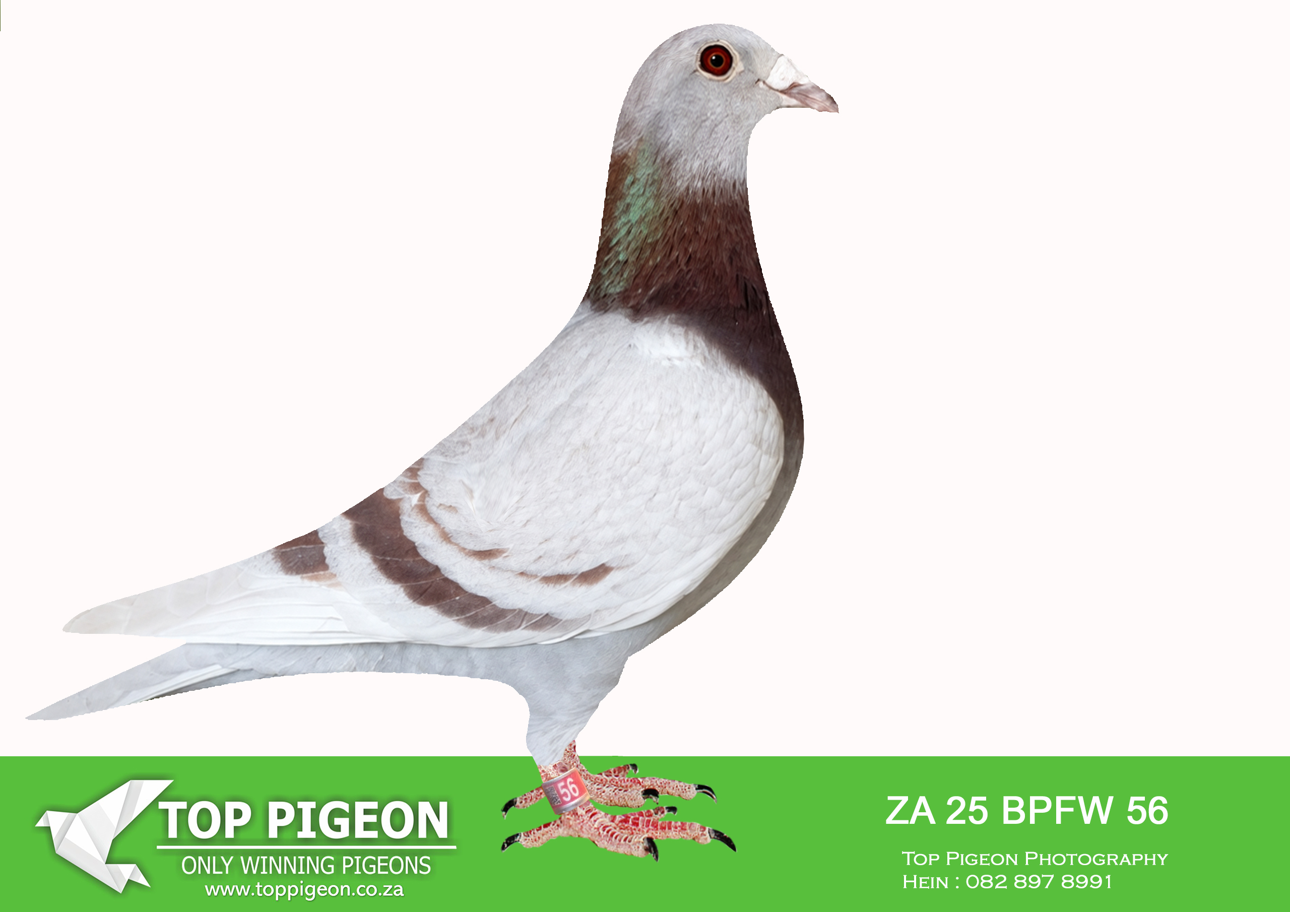 .LOT 3 R.A.M ANNANDALE – ZA 25 BPFW 56 -“Copper Rose” is a quality mealy hen bred by R.A.M. Annandale, combining proven federation performance with successful One Loft Race genetics. She is the nestmate sister to “Copper Sun,” winner of 1st Marlbank 515 km in 2026. Her siblings have produced an impressive record, including 1st Marlbank OLR Hotspot 5, 3rd BPF Federation 742 km, 4th BPF Federation 570 km, 4th Free State Combine against 1,667 pigeons, 6th Ace BPF Middle Distance and 6th Ace BPF Young Bird Short Distance. This consistent family has also achieved numerous top Federation and Marlbank OLR positions from 336 km through to 742 km. “Copper Rose” represents a strong combination of speed, middle-distance ability, endurance and proven breeding performance.—————-SIRE:ZA BPFD 20-5718 “RED BULL” “Red Bull” is a proven top breeder from R.A.M. Annandale and the sire of several outstanding performers. His leading offspring include: “Copper Sun” – 1st Marlbank 515 km 2026 “Red Sunset” – 3rd BPF Federation 750 km and one of only three day birds “Red Rose” – 4th BPF Federation 570 km and 4th Free State Combine against 1,677 pigeons ZA25-BPFD-4182 – 6th Ace BPF Short Distance 2026 and 10th Ace Young Bird BPF Week 8 “Royal Oak” – 6th Ace BPF Federation Middle Distance 2025 His Marlbank and Cape Pigeon League offspring have also recorded strong race and Super Ace positions. “Red Bull” is bred from “1716”, a sire and grandsire of numerous winners and Ace pigeons, and “Golden Gem,” an exceptional Die Huysers breeder. This line traces to “Mr. Gold,” 1st National Ace SANPO 2018, and the famous R150K Pair, whose descendants achieved more than 100 top-ten BPF Federation prizes.————-DAM:ZA BPFD 23-1008 “MILA” “Mila” is a blue-bar hen bred by R.A.M. Annandale who made an immediate impact during her first season in the breeding loft. She is the dam of: “Copper Sun” – 1st Marlbank 515 km 2026 ZA25-BPFD-4182 – 6th Ace BPF Short Distance 2026 and 10th Ace Young Bird BPF Week 8 “Flare Eden” – 128th AfrikaPro Activation Race against 2,246 pigeons in 2026 “Mila” is bred from two highly successful JJJ van der Linde breeders, “987” and “Kaelee.” “987” was a strong racer and breeder, responsible for top BPF, BPFC and CPL performances and is grandsire to the Marlbank 515 km winner. “Kaelee” is also dam and granddam to leading short-distance Ace pigeons and the Marlbank winner. The family is closely related to “Ursula,” dam of “Salvo Rose,” 2nd Brown Jacket AfrikaPro 2025, a major race winner later sold for R550,000. “Mila” carries the elite blood of “Checkmate”, a multiple 1st Federation winner at 604 km, and “Turf Queen,” 2nd National Ace South Africa 2021 and a two-time Federation winner.SEE PEDIGREE!!!!
