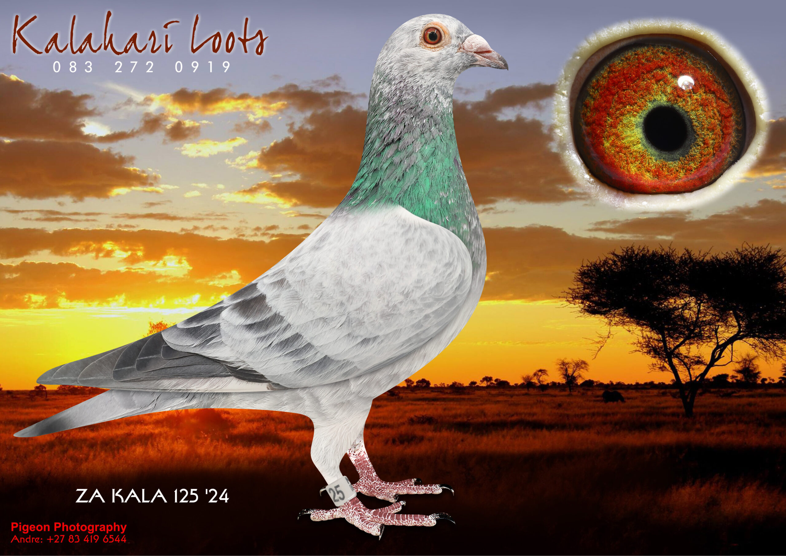 LOT 30 KALAHARI LOOTS AUCTION 2 –125 ZA KALA 24 GZL C – Sire is of ‘Mr Money’ Top Son of ‘Luke Donald’ & ‘Dero’ when mated to ‘Leanie’ 6e Ace Bird Dinokeng ODL 2019. Dght of ‘Renier Hen’ 1e Ace Pigeon Dinokeng ODL 2018 Dam is of ‘Groot Neus’ of Or. Kalahari Loots Bloues of the Founding Cock ‘Nr 90’ / Mother of the Dam of 125 is ‘310’ ZA HPV/K 3x Winner / Top Racer in the FED for 2 Yrs. Best of Hans Eijerkamp, ‘Chicago’, Mr. Bond’ Etc.SEE PEDIGREE!!!!
