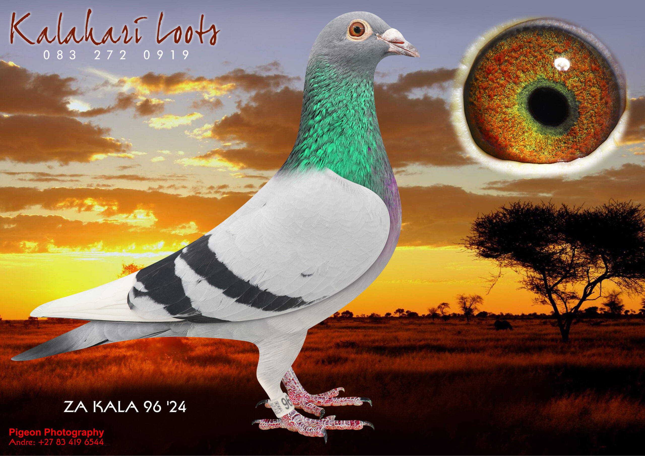 LOT 33 KALAHARI LOOTS – ZA 24 KALA 96 -SIRE:15129 ZA GPU 18.BBWF 1/2 Br. ‘Vietnam’ Off Br of ‘Benchmark’ Ace Breeder GJT Lofts / ‘Chipo’ ‘Kaasboer’ & Famous ‘Grove Hen’ 3x 1e and 1e Fed tough 630Km headwind 1036 m/m 15129 was jumped into its 2e race to 694km & scored in the TRPF Top 100. Two Childr of Vietnam sold on Toppigeon for R115,500-00 & R49,000-00.———–DAM:0408 ZA SOTVL 17 ‘Renier’ Hen BB 1e Ace Bird Dinokeng Proven Breeder 1st Year Stock! ‘Renier’ 1e Ace Bird Dinokeng OL i2018. She bred 2x Union Winner 1st year at Stock. She is the Dam Leanie’ 6e Ace Bird Dinokeng OL 2019. ‘Renier’ is Gr.Dam to 9e Final Diaz 2023. Her Dam bred .more than 20 x 1e. Super Stock!SEE PEDIGREE!!!!