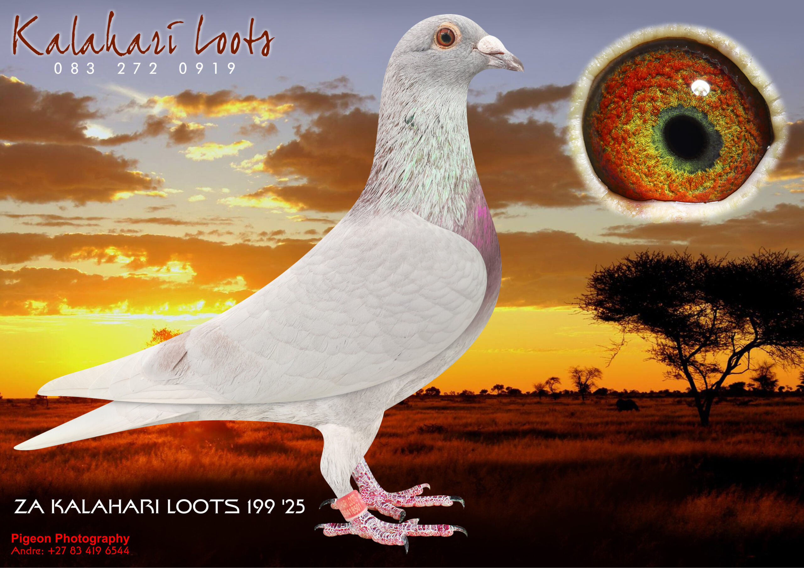 LOT 12 KALAHARI LOOTS AUCTION 2 – ZA 25 KALAHARI LOOTS 199 –