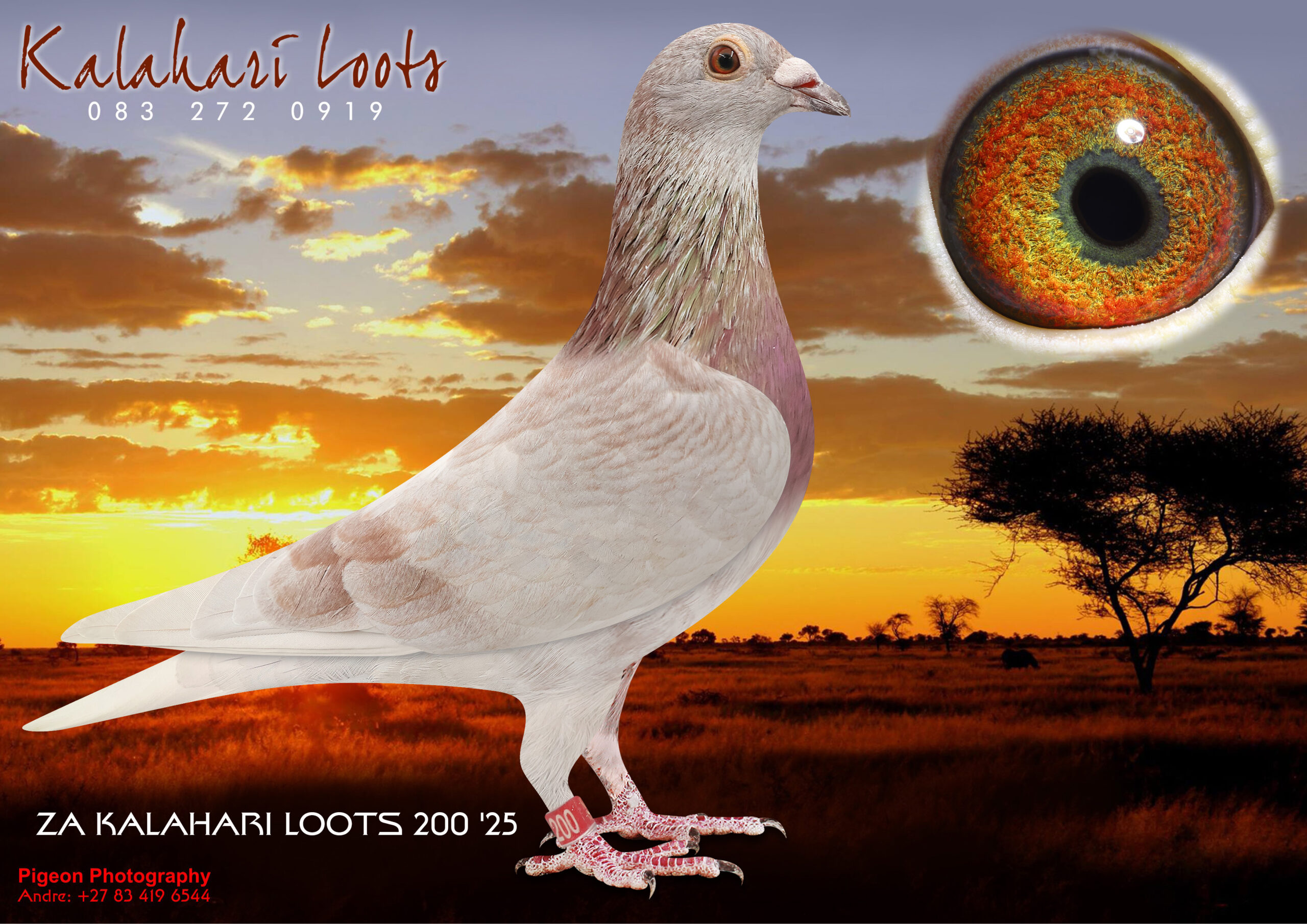 LOT 19 KALAHARI LOOTS AUCTION 2 – ZA 25 KALAHARI LOOTS 200 –