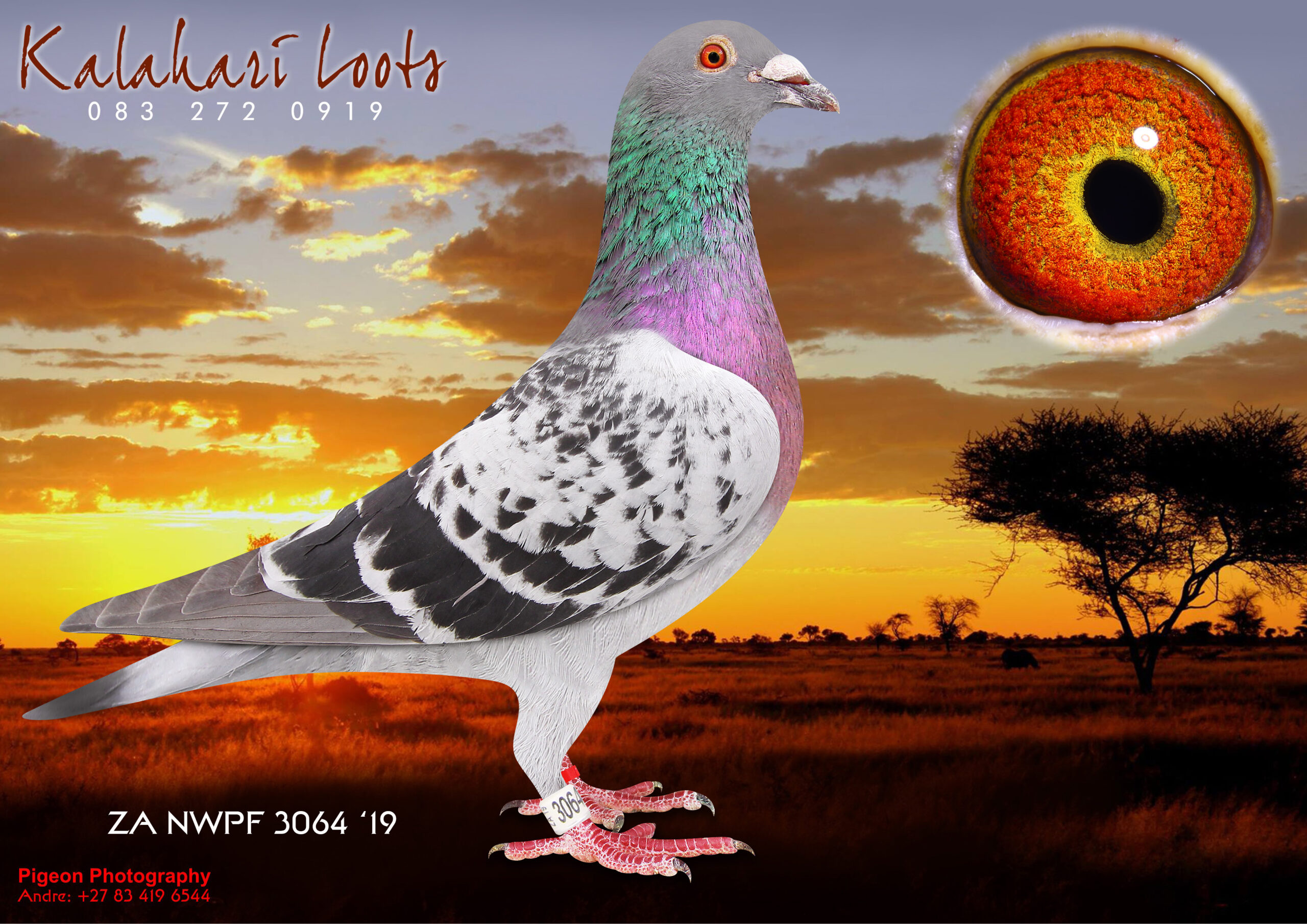 LOT 29 KALAHARI LOOTS AUCTION 2 –ZA NWPF 3064-19 BC C – SIRE:2210 ZA NWPF 15.Foundation Breeder Or. Kalahari Loots ‘Bloues’ Kalahari Loots Bloues’ 20 Yrs of Excellence.————-DAM:ZA PWF/D1680-12 BC The Pretoria Hen’ Ace Racer in Pretoria Boshoffs Pigeon Lofts ½ Sist. of ‘Sunny Gold’ Won as a Y/L Yearling. Ace Bird Pta Fed 2 Yr Old. Scored 3x 2e, 2x 6e. Sire: SA PWF 329-02 Putterie. Dam: ZA THU 06243-08 of 5e Samdpr 132DV0555-06 ‘Ryan’s Action’ x ‘Konstantin’ 1e Samdpr for Alfons Klaas.SEE PEDIGREE!!!!