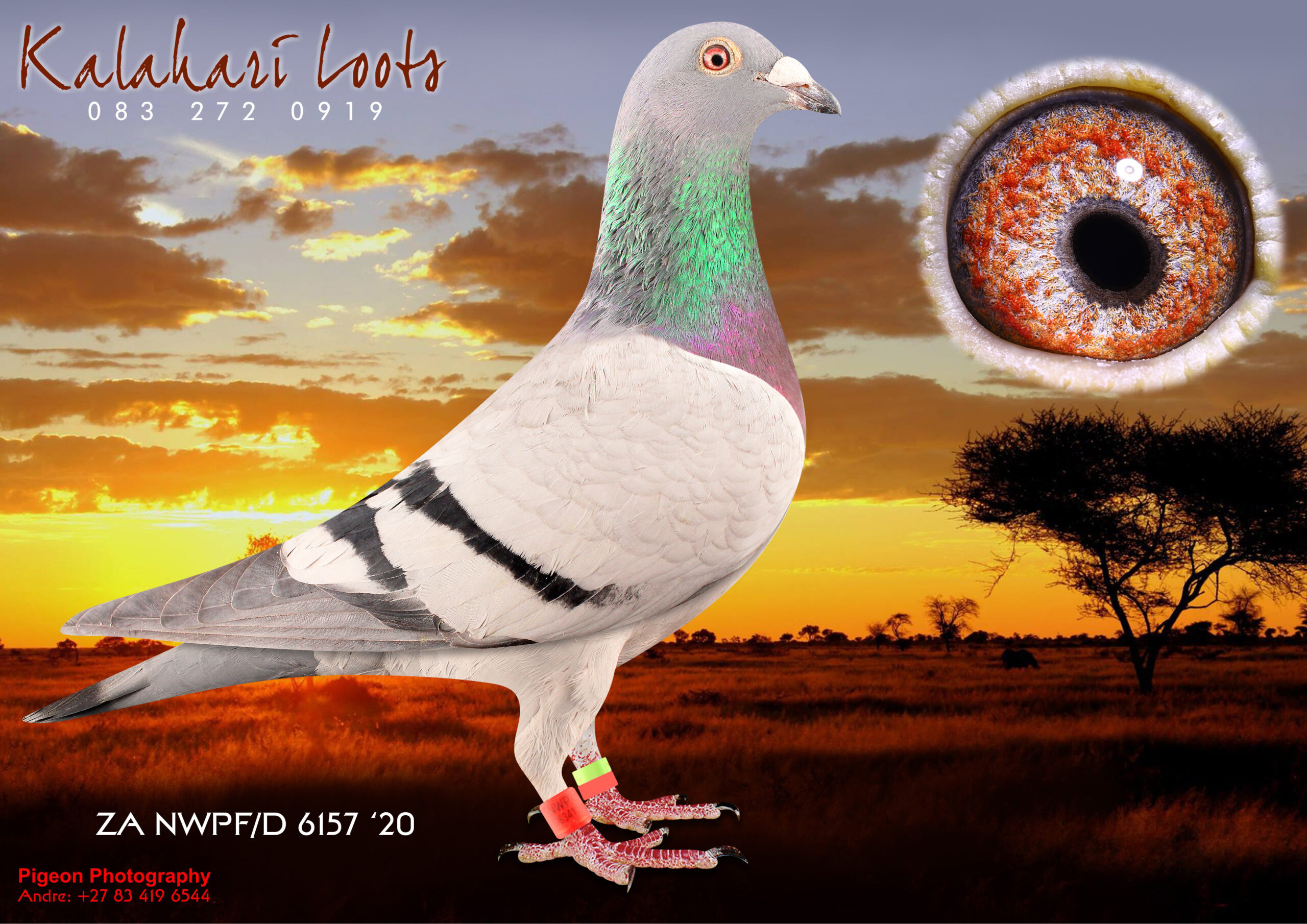 LOT 25 KALAHARI LOOTS AUCTION 2 – ZA 20 NWPFD 6157 –