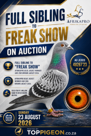 ACTIVE AUCTION - FULL SIBLING FREAKSHOW - FROM 21 AUGUST TO SUNDAY 23 AUGUST 2026 (ENDING 14:10)