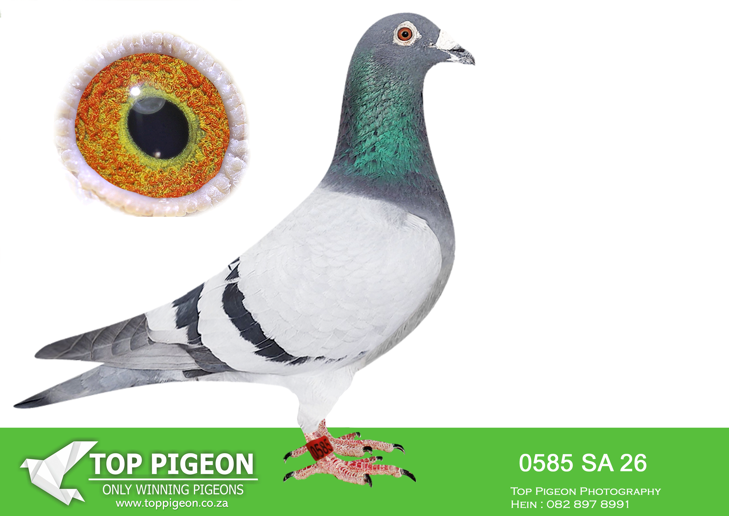 .LOT 1 PIGEON PALACE – SA 26 0585 -Outstanding pedigree from performance breeders at Pigeon Palace————SIRE:BELG-23-6159300 C ‘Goed Grijs PIPA’ Vermeerbergen-Wilms.Grandson Grizzle. Mama exceptionel breeding hen. Dam to Grizzle Best Kittel winner of 17 x best 1% over 20 races. 2nd Nat Ace & 5 x 1st prize!————–DAM:GBD-23-75424 H.’Blauw Rosita’ Derek Walsh BB Excellent breeding hen. Olympic Rosita, Greipel Kittel & Di Caprio feauture strongly in the pedigree. The ‘Special Kittel x 95 hen’ descend from this line of pigeons.SEE PEDIGREE!!!!