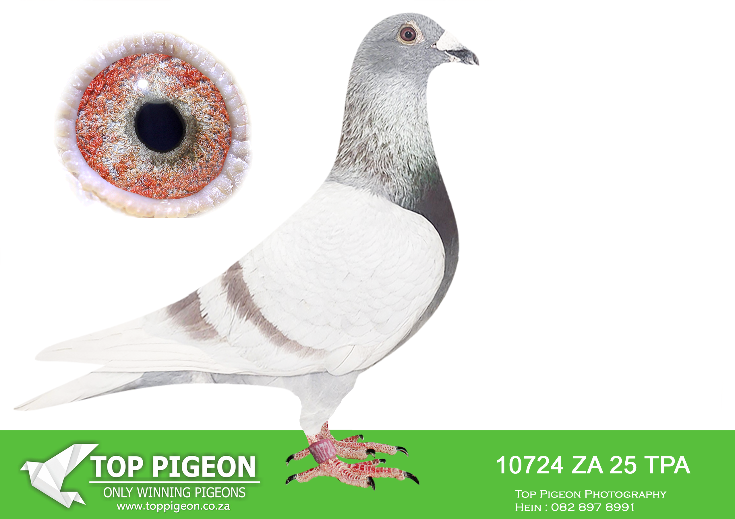.LOT 4 PIGEON PALACE – ZA 25 TPA 10724 –Outstanding handling cock from the best of Derek Walsh the origin of Special Kittel x 95 hen’.—————SIRE:GBB-22-93777 C ‘Marvelous Max’ Derek Walsh.Full brother to : ***Miracle Lady***.Incredible breeder. Mother to winners 1. Federation 3.241p.1. Federation 1.537p 1. Federation 1.102p 2. *NAT INFC 2.035p 3. *Federation 1.782p 4. Federation 2.293p 4. *Federation 1.537p 7. Federation 2.002p 10. Federation 2.014p 10. Federation 1.874p 10 Federation 1.782p 16. Federation 2.014p 17.I.N.F.C 3.034p *Arrive with winner.———–DAM:GBV-22-79016 H ‘Double Miracle’ Derek Walsh.Double granddaughter Miracle Lady.Incredible Breeder h/s to 1. Federation 3.375p 2. I.N.F.C 3.043p Mother to winners 1. Federation 3.241p 1. Federatio 3.068p 1. Federation 1.782p 1.NAT IHUNFC 730p 1. Federation 1.537p 1. Federation 1.102p 2. *NAT INFC 2.035p 3. *Federation 1.782p 4. Federation 2.293p 4. *Federation 1.537p 7. Federation 2.002p 10. Federation 2.014p 10. Federation 1.874p 10* Federation 1.782p 16. Federation 2.014p 17.I.N.F.C 3.034p 20. Federation 2.157p *Arrived with winner.SEE PEDIGREE!!!!
