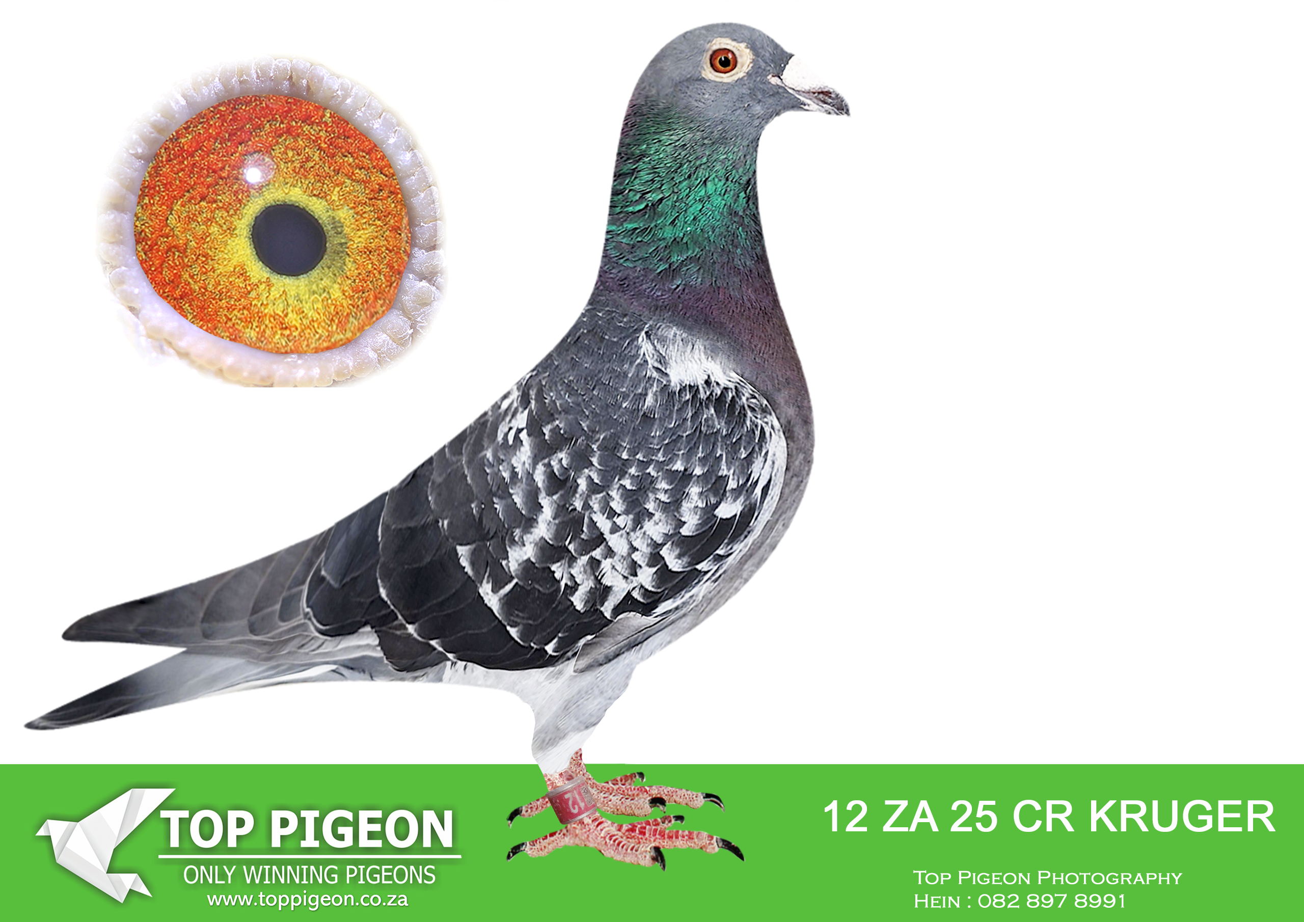 .LOT 2 GOLDEN TT GENETICS – ZA 25 C&R KRUGER 12 -SIRE – ZA 15 LPU/D 151 “151” A blue check Twilight Powell cock, line bred to the foundation cock Turbo Magic. His sire, ZA 14 19557 “Inbred Turbo Magic,” is bred father to daughter back to Turbo Magic. His dam, ZA 09 30036 “Nr 2 Hen,” was a double winner and breeder of winners. Her pedigree records union wins, 4th in the GRPA Car Race, Best Bird Club and 3rd Best Bird Union. “151” brings together proven racing and breeding performance from the Twilight family.——————DAM – ZA 15 00336 “Sister 50” A blue check hen bred back to two foundation cocks, Turbo Magic and Moneymaker. Her sire, ZA 13 10039 “Inbred Moneymaker,” carries the Moneymaker line and is out of ZA 09 00002 “Sister of Golden TT,” a union winner. Her dam, ZA 11 03345, is a daughter of Turbo Magic and the Marieke hen; the pedigree describes her as a very good breeding hen from a successful middle and long distance family.SEE PEDIGREE!!!!