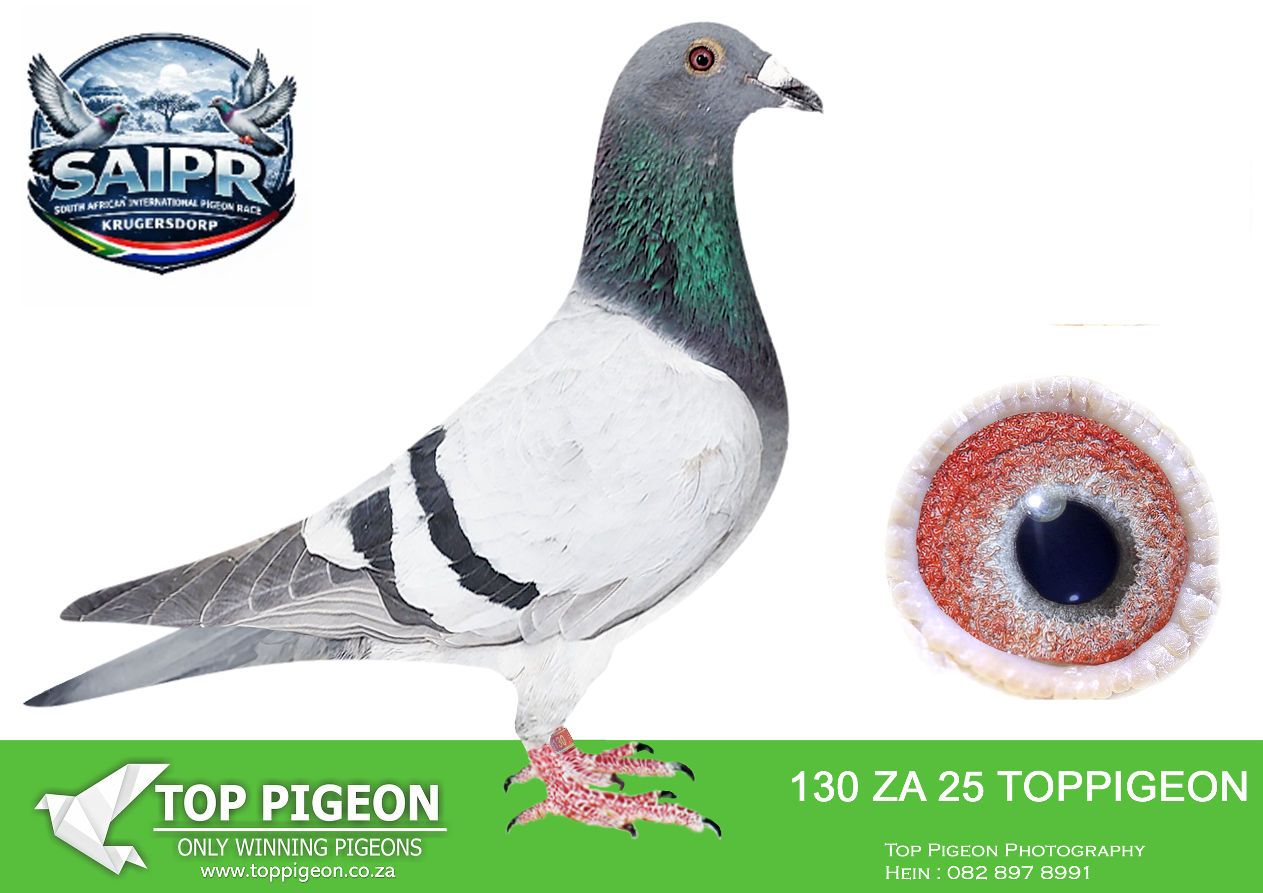 LOT 30 SAIPR OLR AUCTION 2 – BENEKE LOFTS / TOPPIGEON-ZA TOPPIGEON 130 2025 –